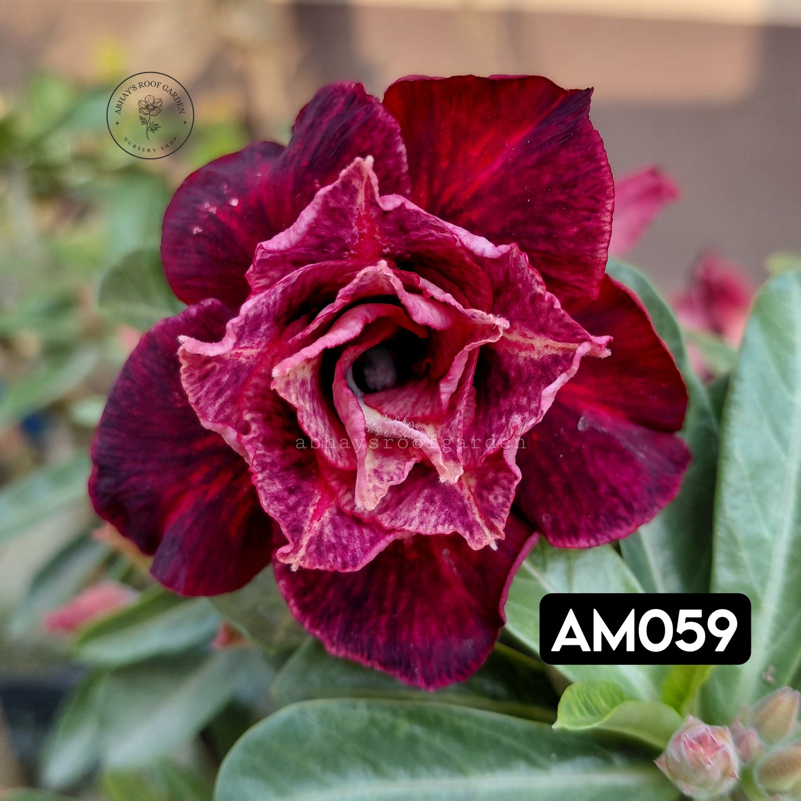 Adenium 'Black Velvet' — Double Petal