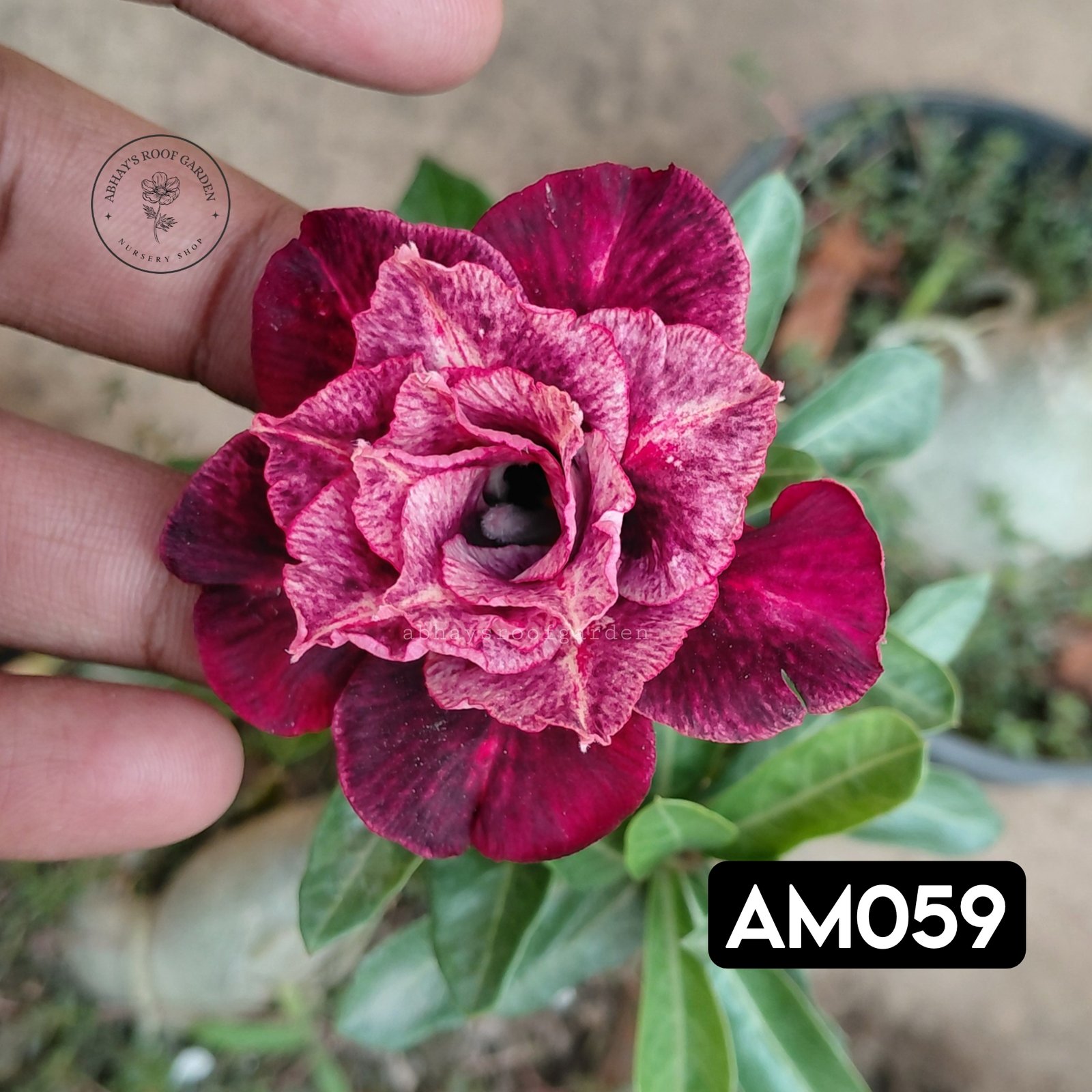 Adenium 'Black Velvet' — Double Petal