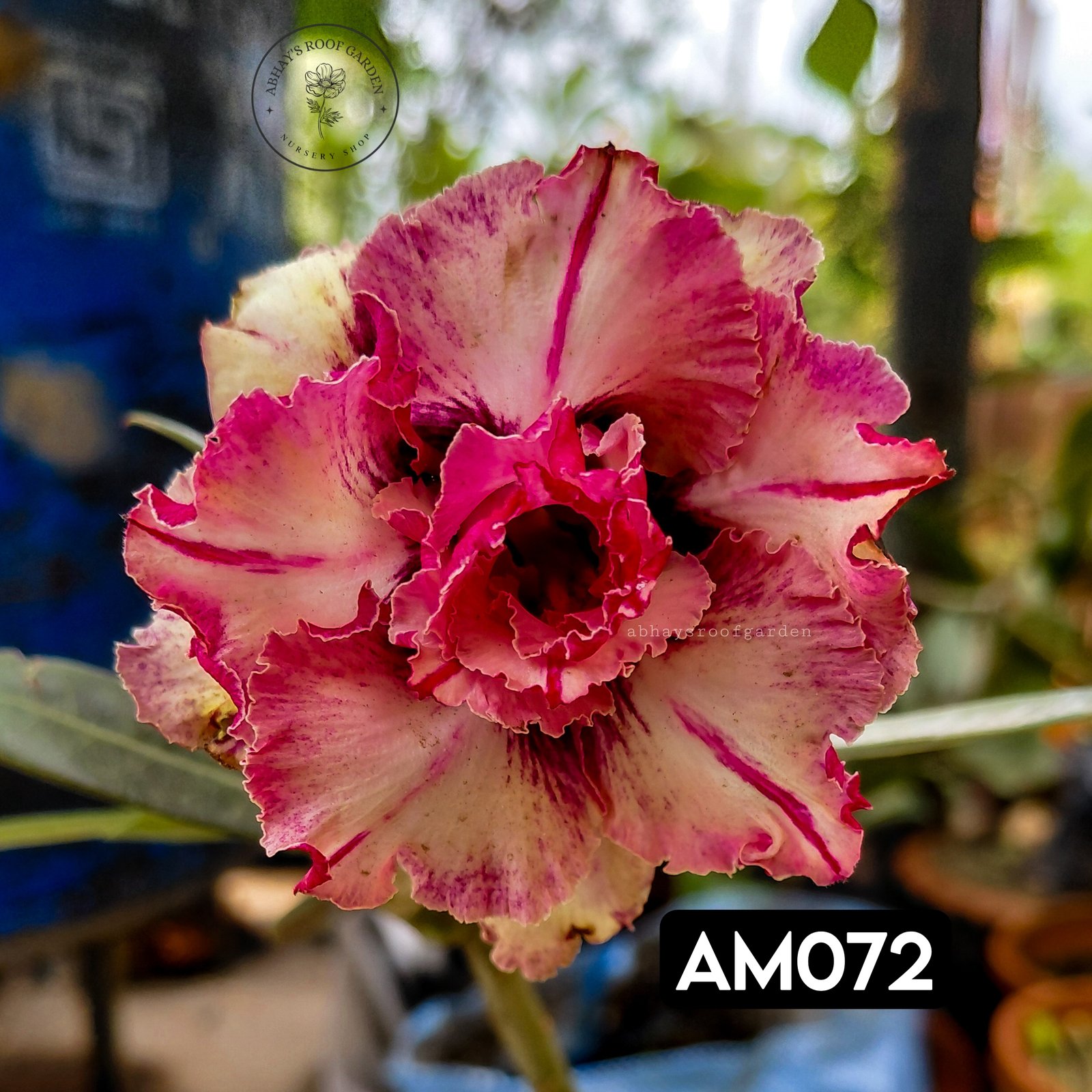 Adenium - Double Petal