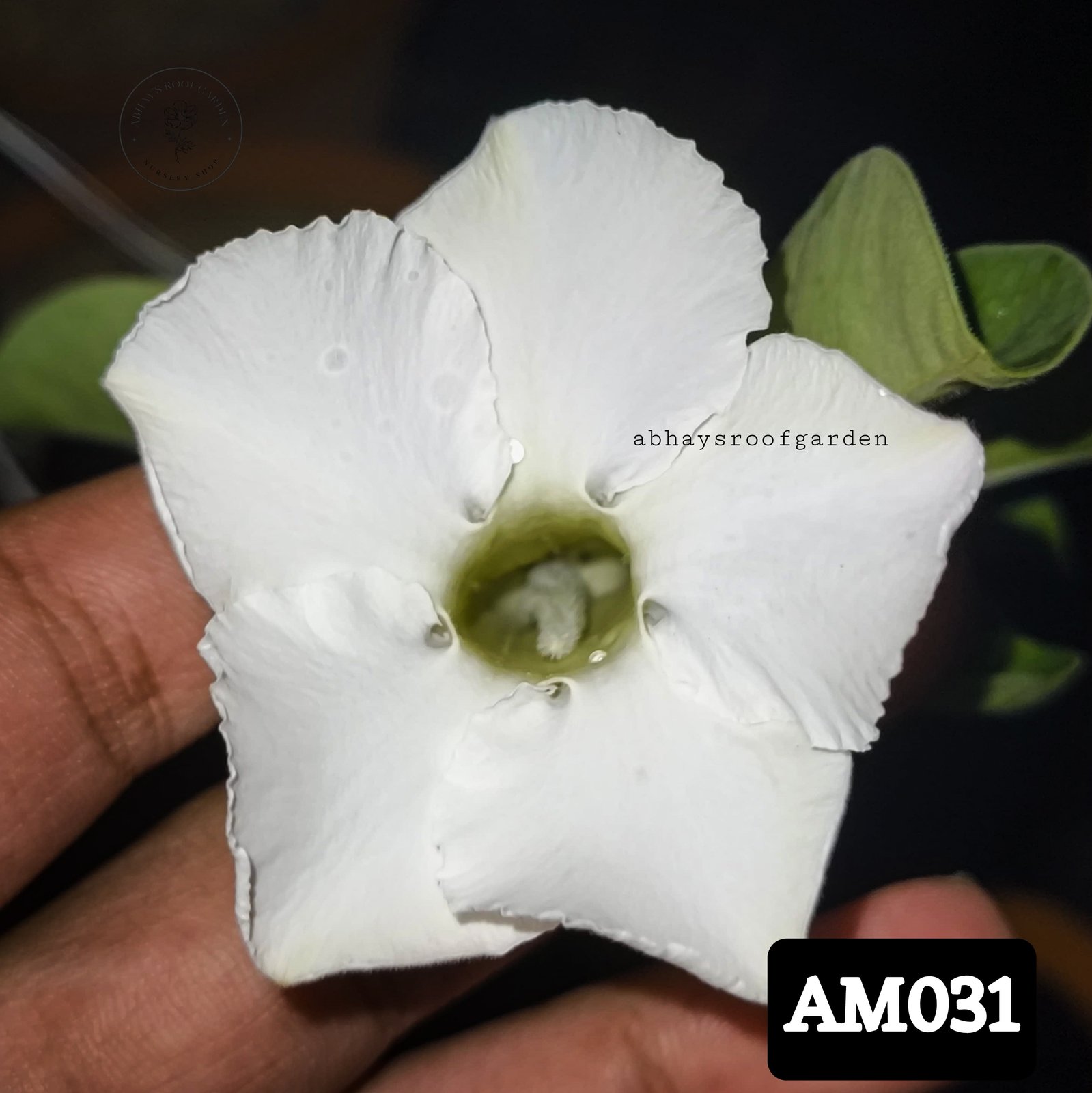Adenium ' Bohemianum White ' - Single Petal