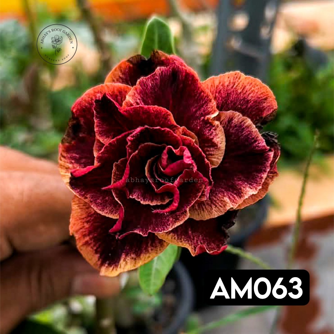 Adenium Triple Petal