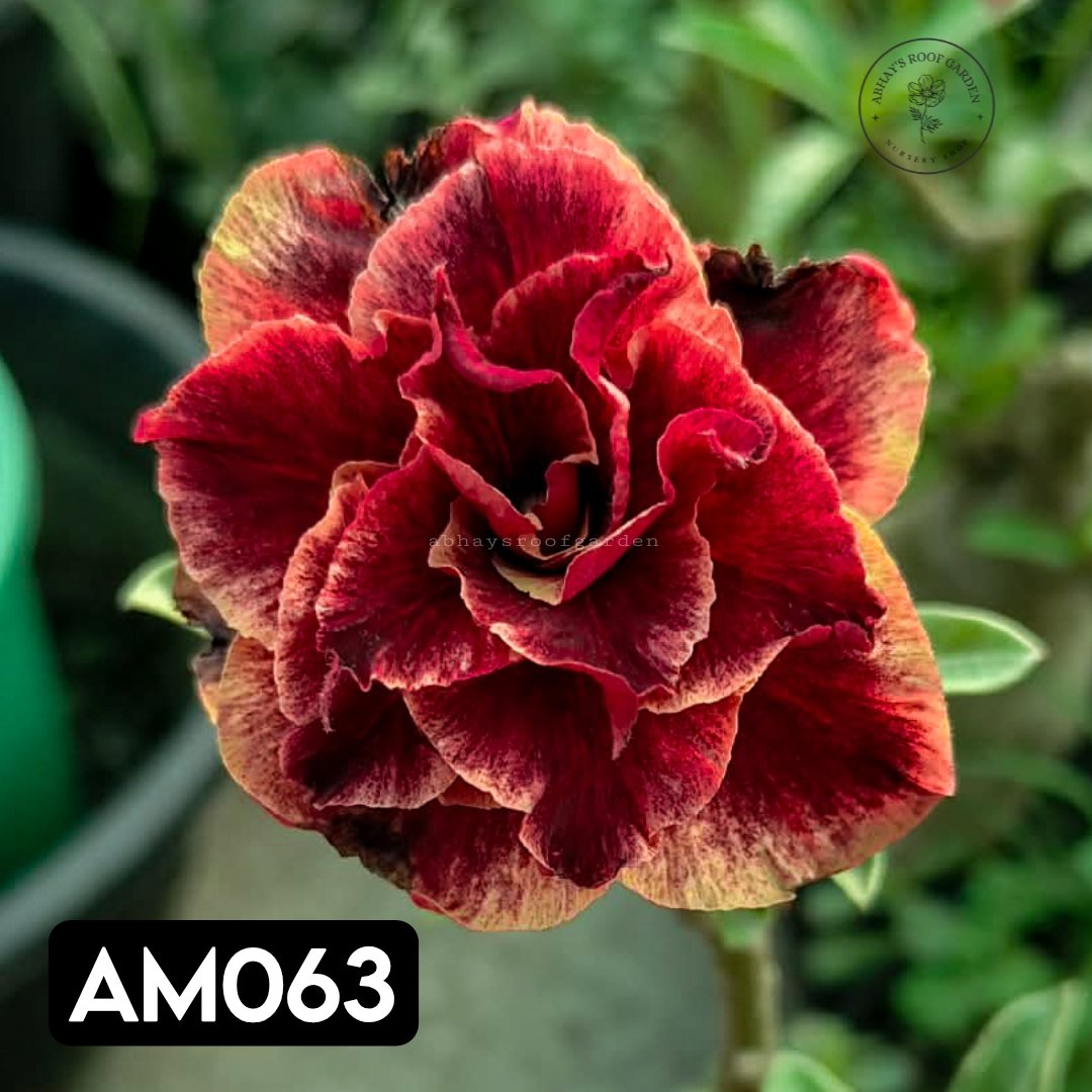 Adenium Triple Petal