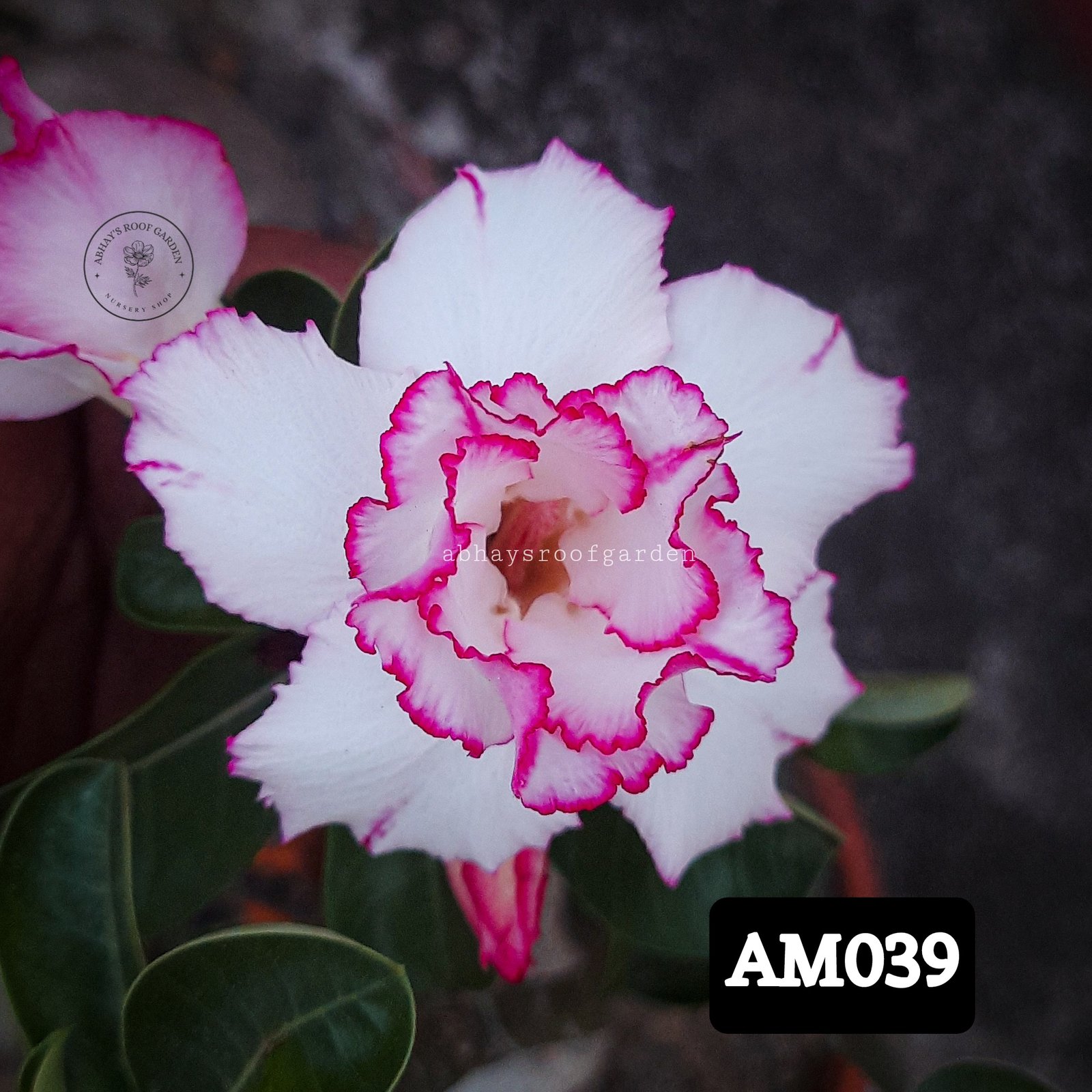 Adenium - Double Petal