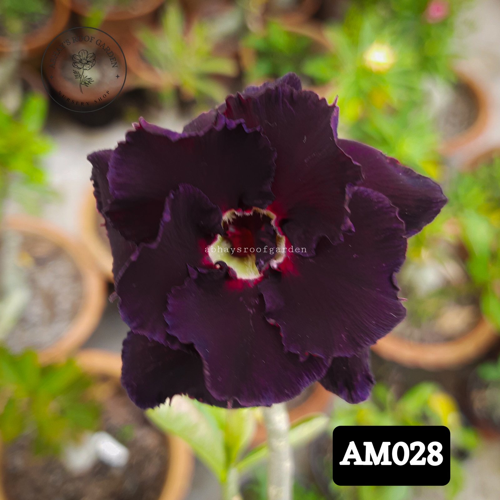 Adenium - Double Petal
