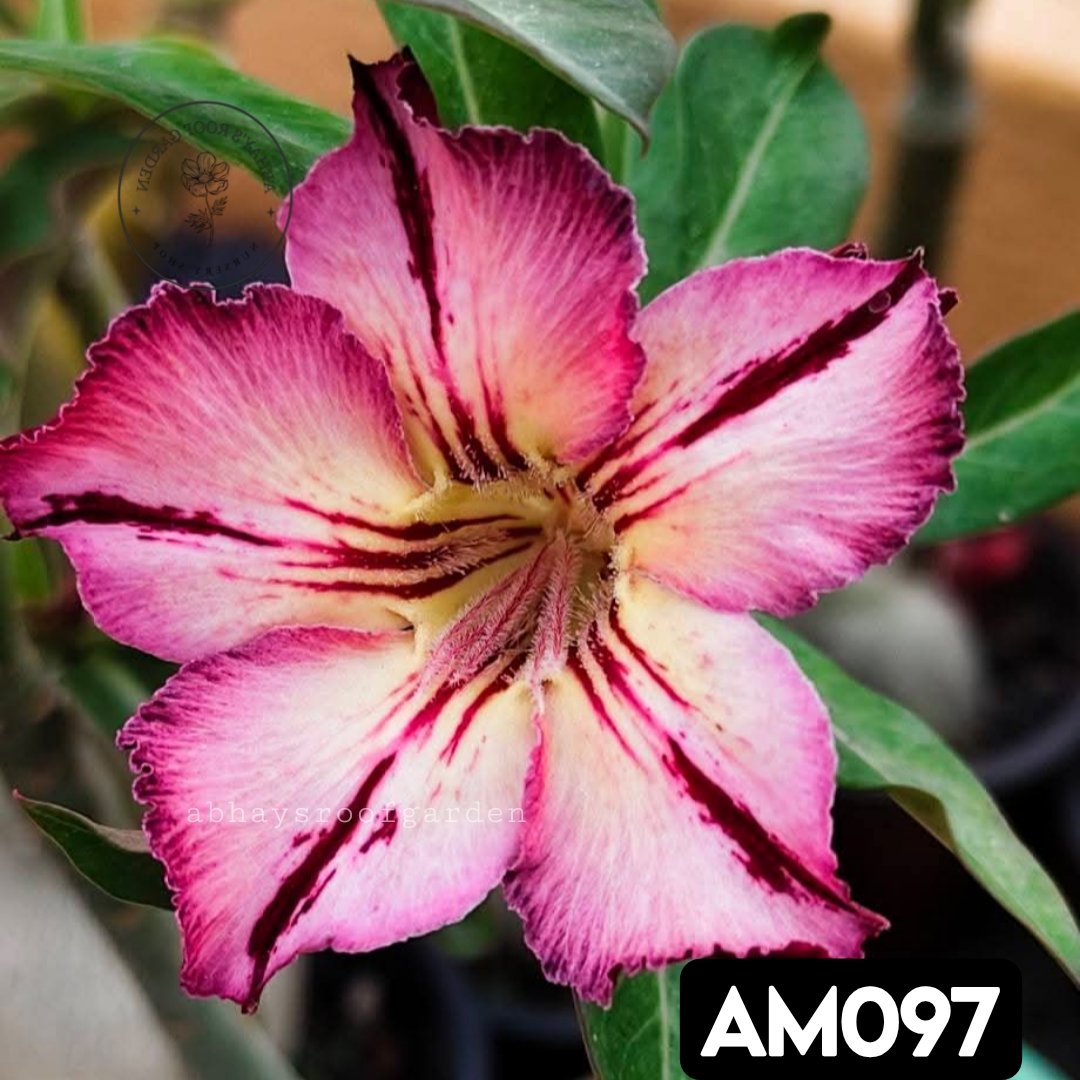 Adenium 'Purple Shooter'- Single Petal