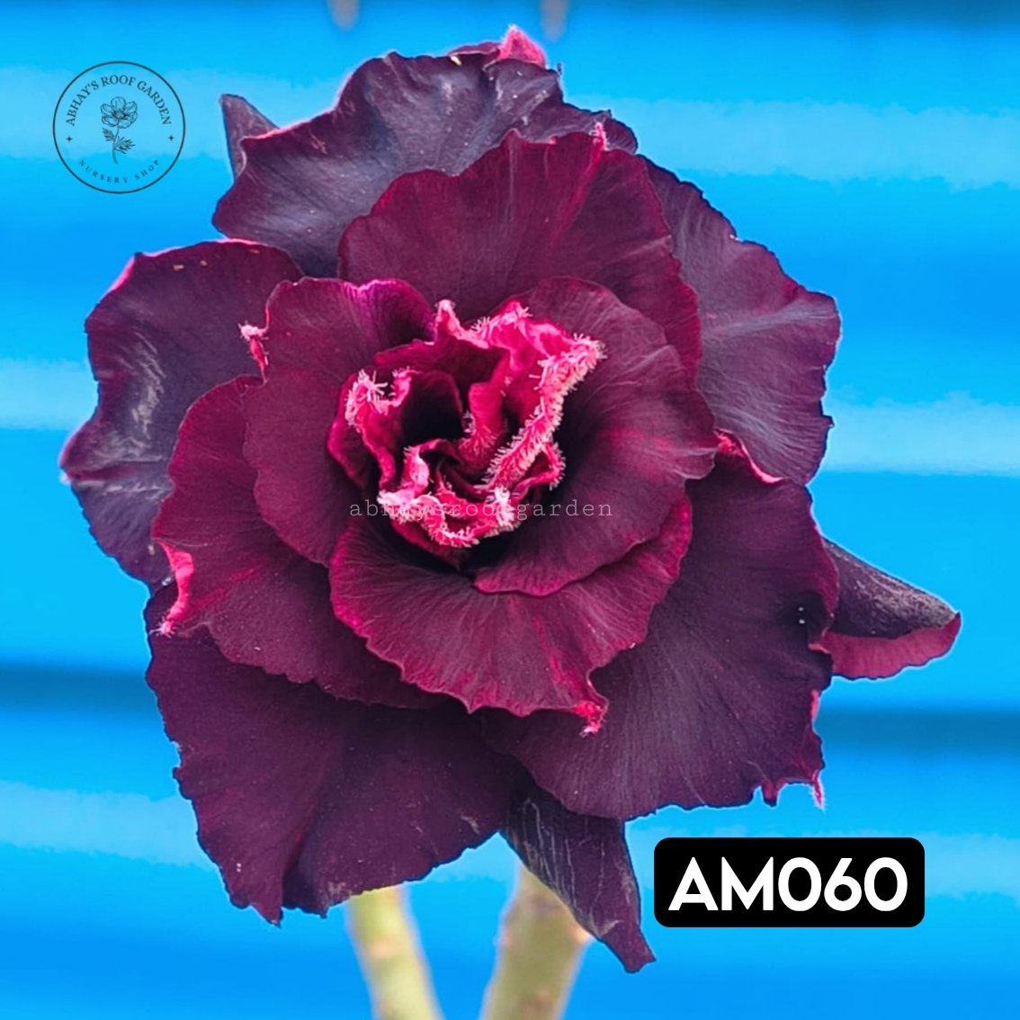 Adenium 'Conch'- Double Petal