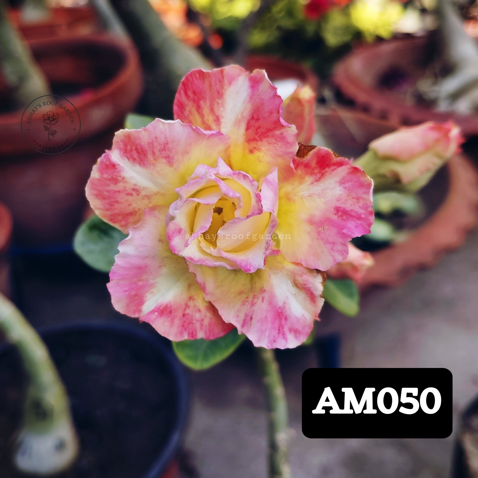 Adenium 'Morina'- Double Petal