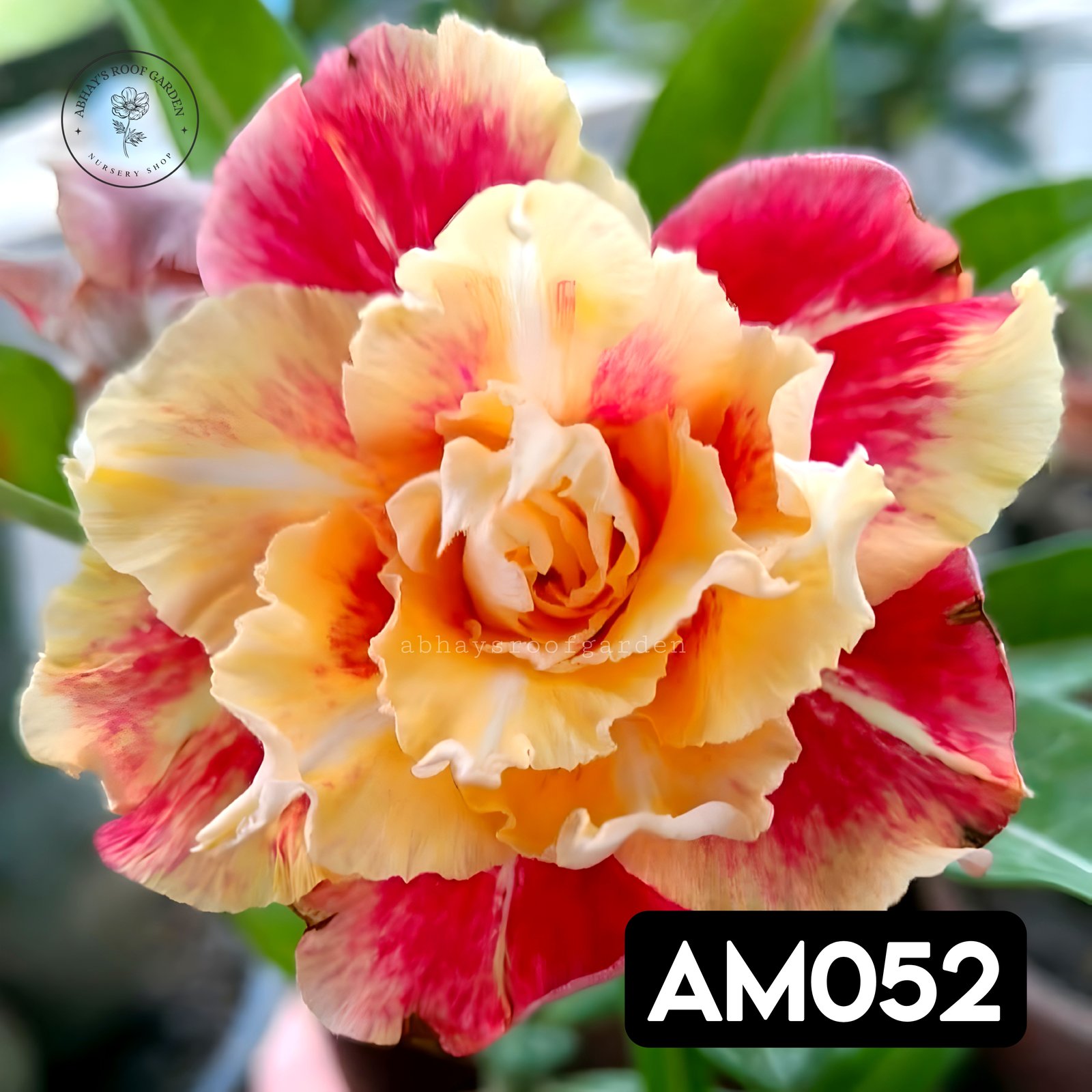 Adenium 'Kimput' - Double Petal