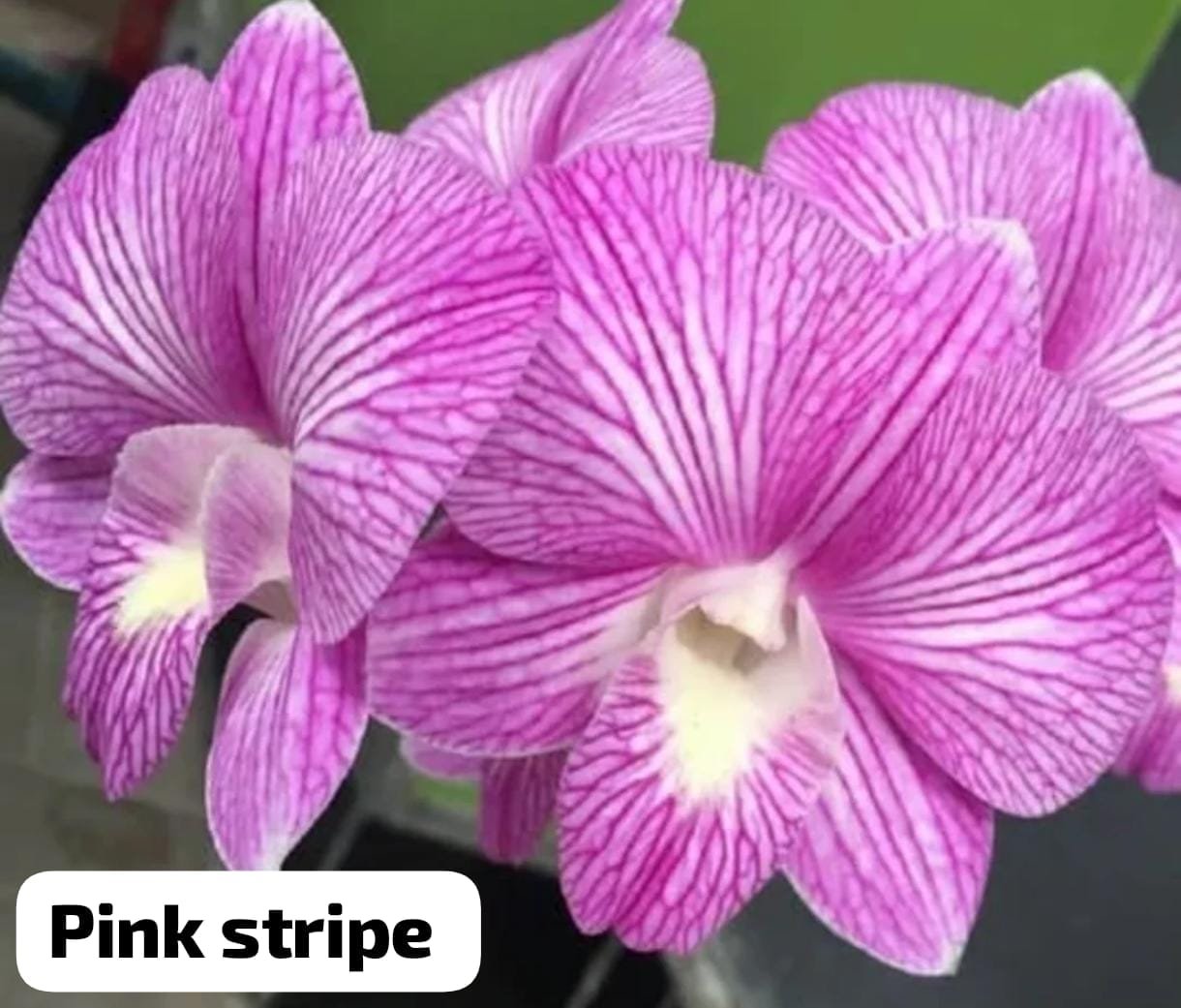 Dendrobium Orchid 'Pink Stripe'