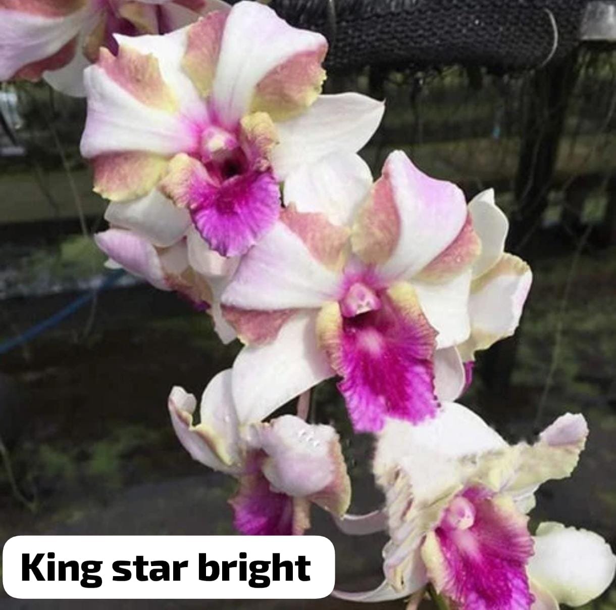 Dendrobium Orchid 'KingStar Bright'