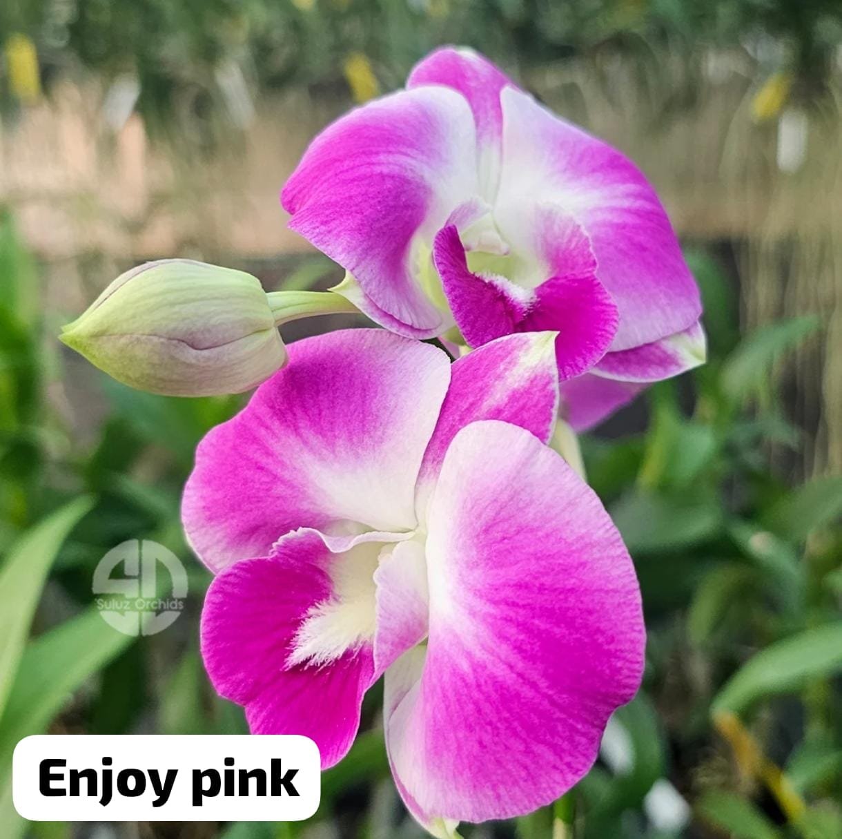 Dendrobium Orchid 'Burana Enjoy'