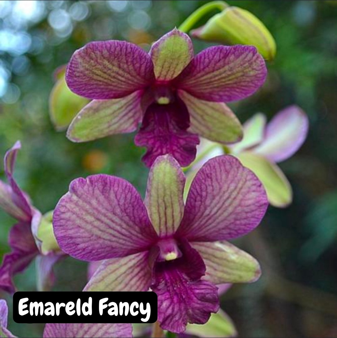 Dendrobium Orchid 'Emerald Fancy'