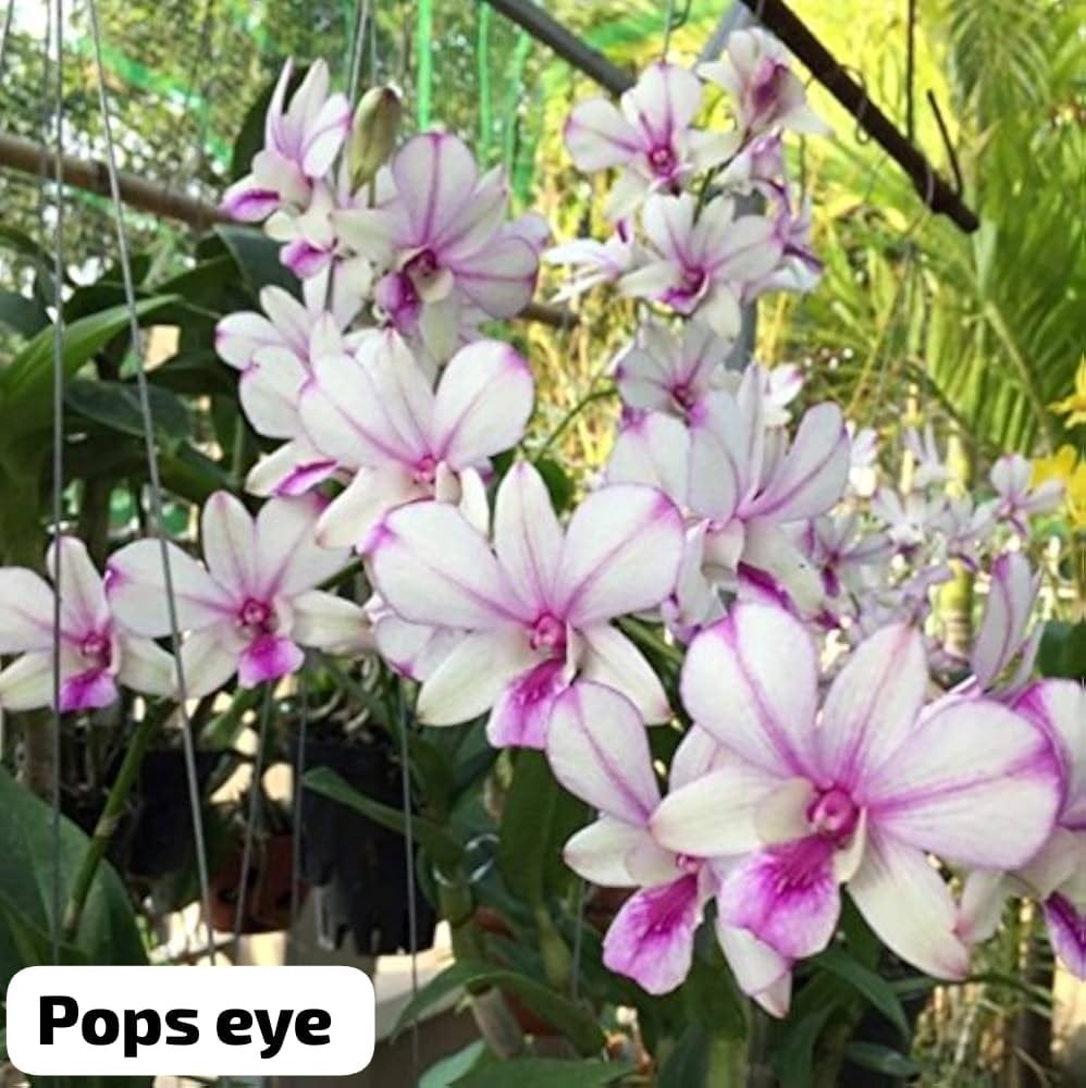 Dendrobium Orchid 'PopsEye'