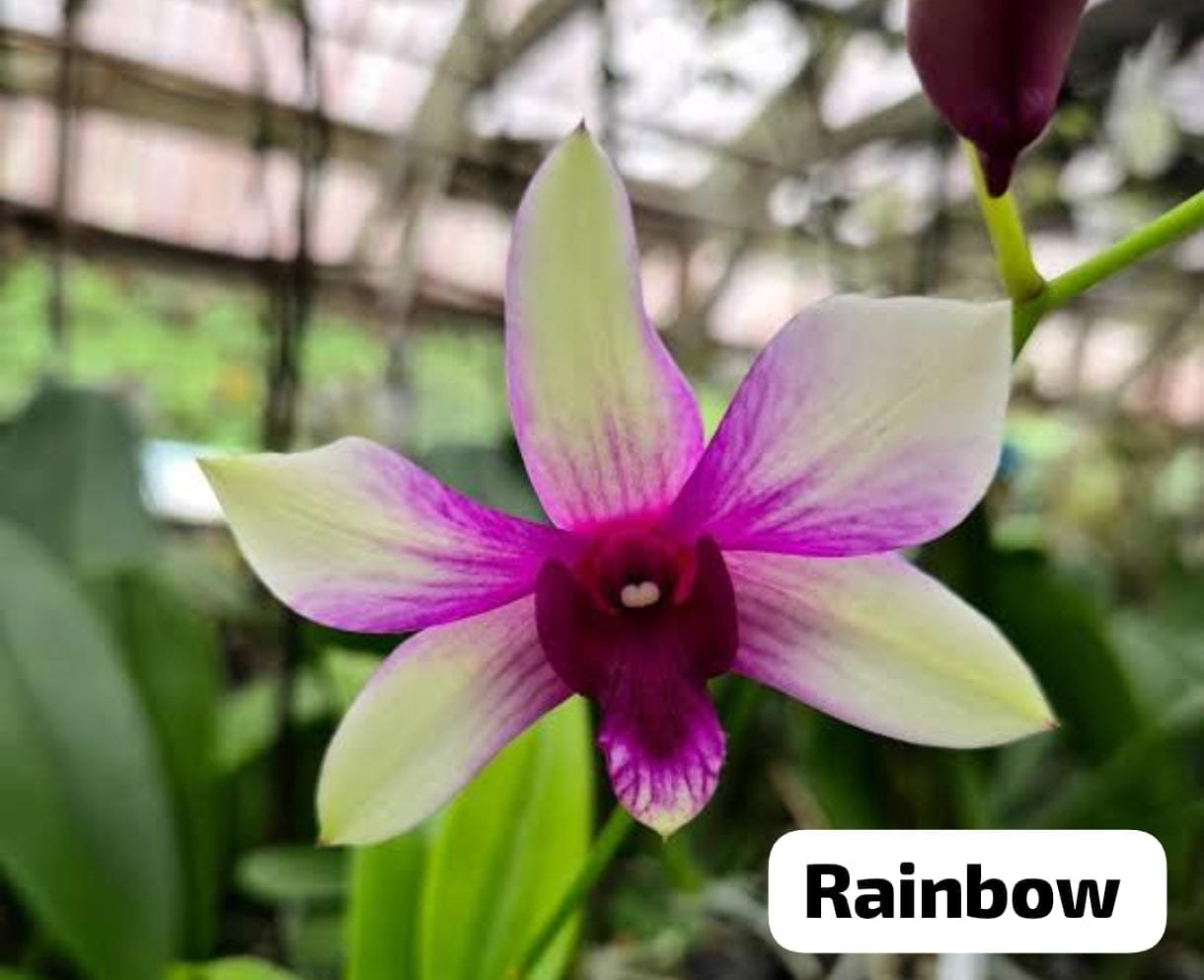 Dendrobium Orchid 'Rainbow'