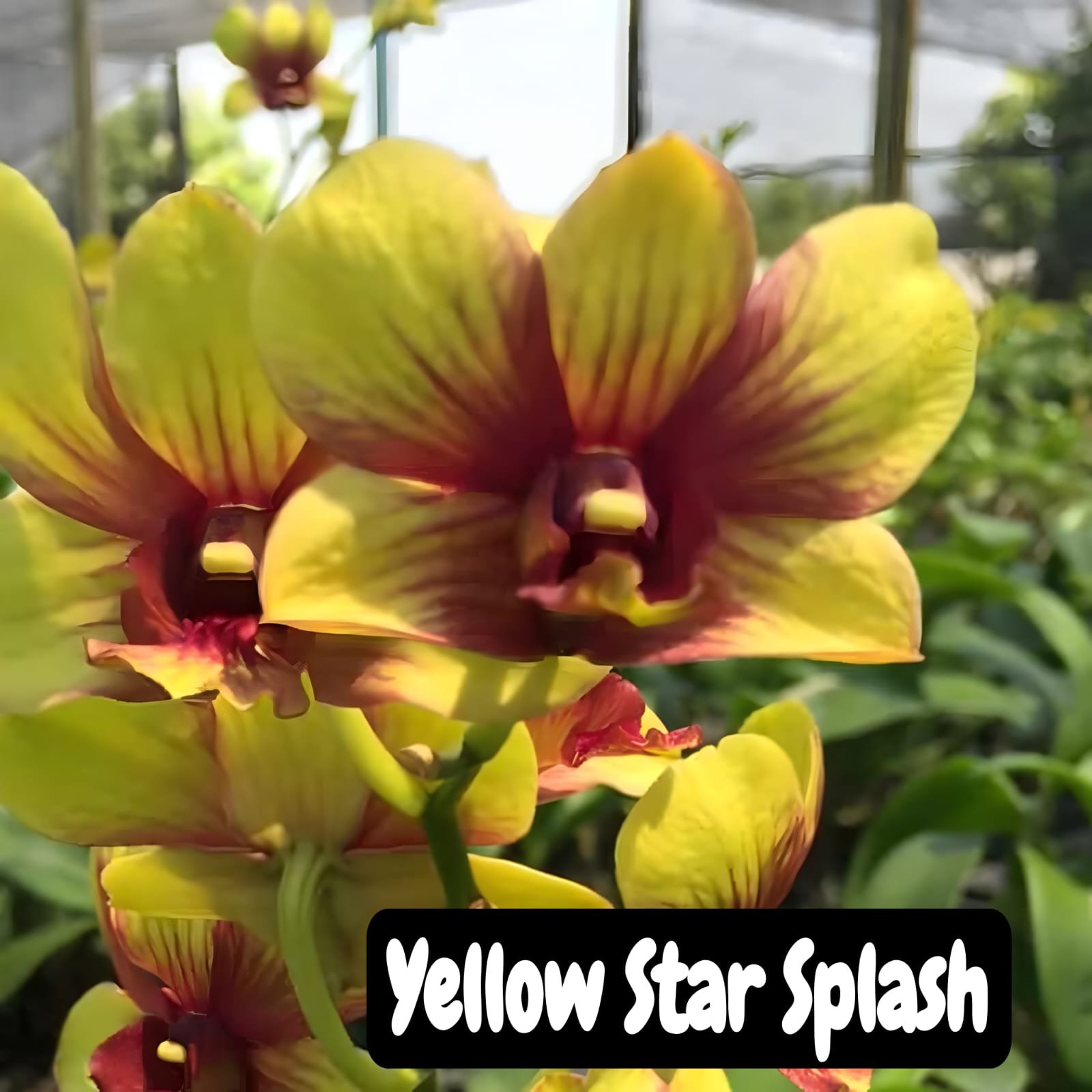 Dendrobium Orchid 'Yellow Star Splash'