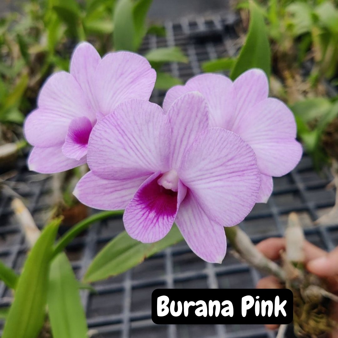 Dendrobium Orchid 'Burana Pink'