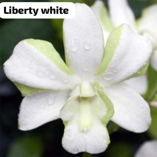 Dendrobium Orchid 'Liberty White'