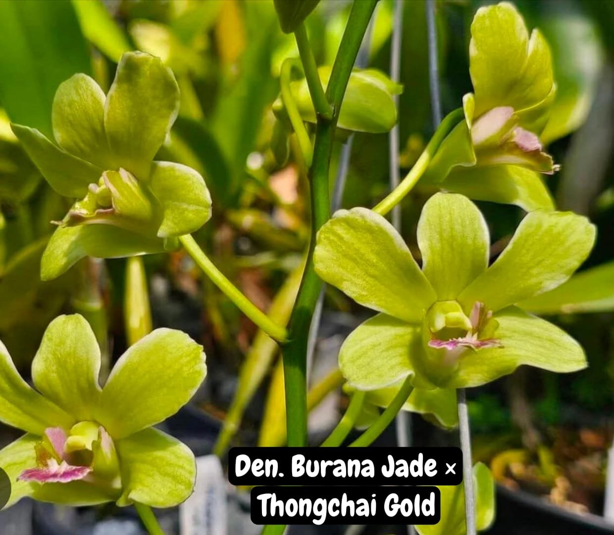 Dendrobium Orchid 'Burana Jade × Thong chai Gold'