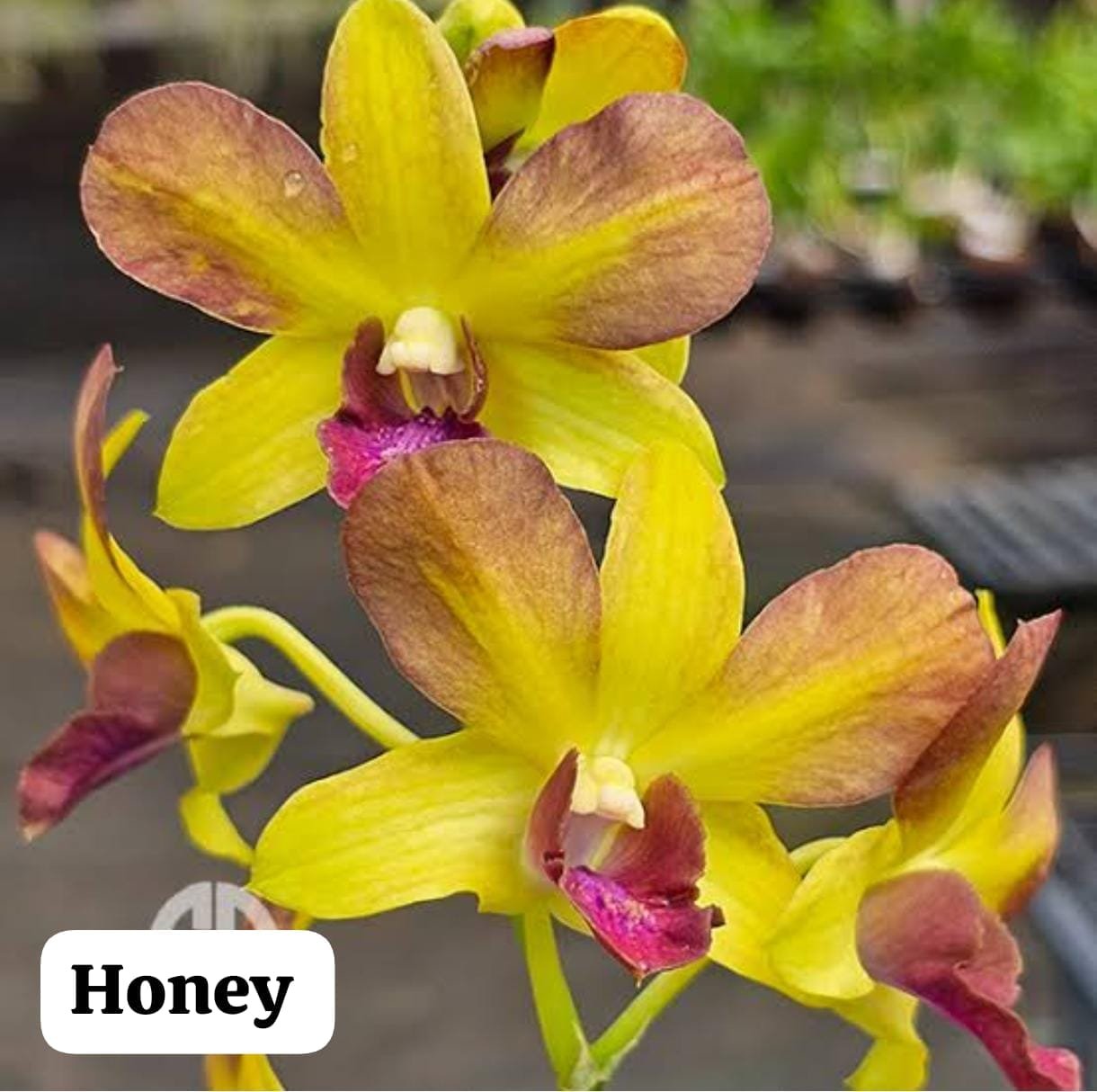 Dendrobium Orchid 'Honey'