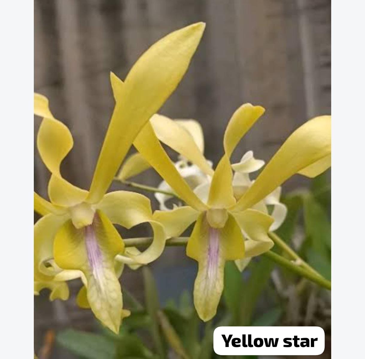 Dendrobium Orchid 'Yellow Star'