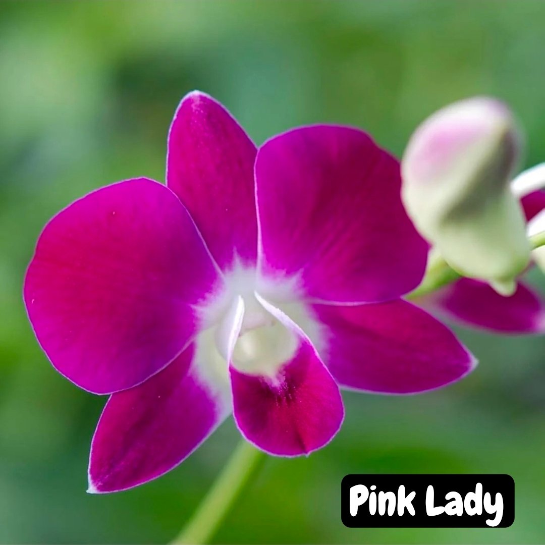 Dendrobium Orchid 'Pink Lady'