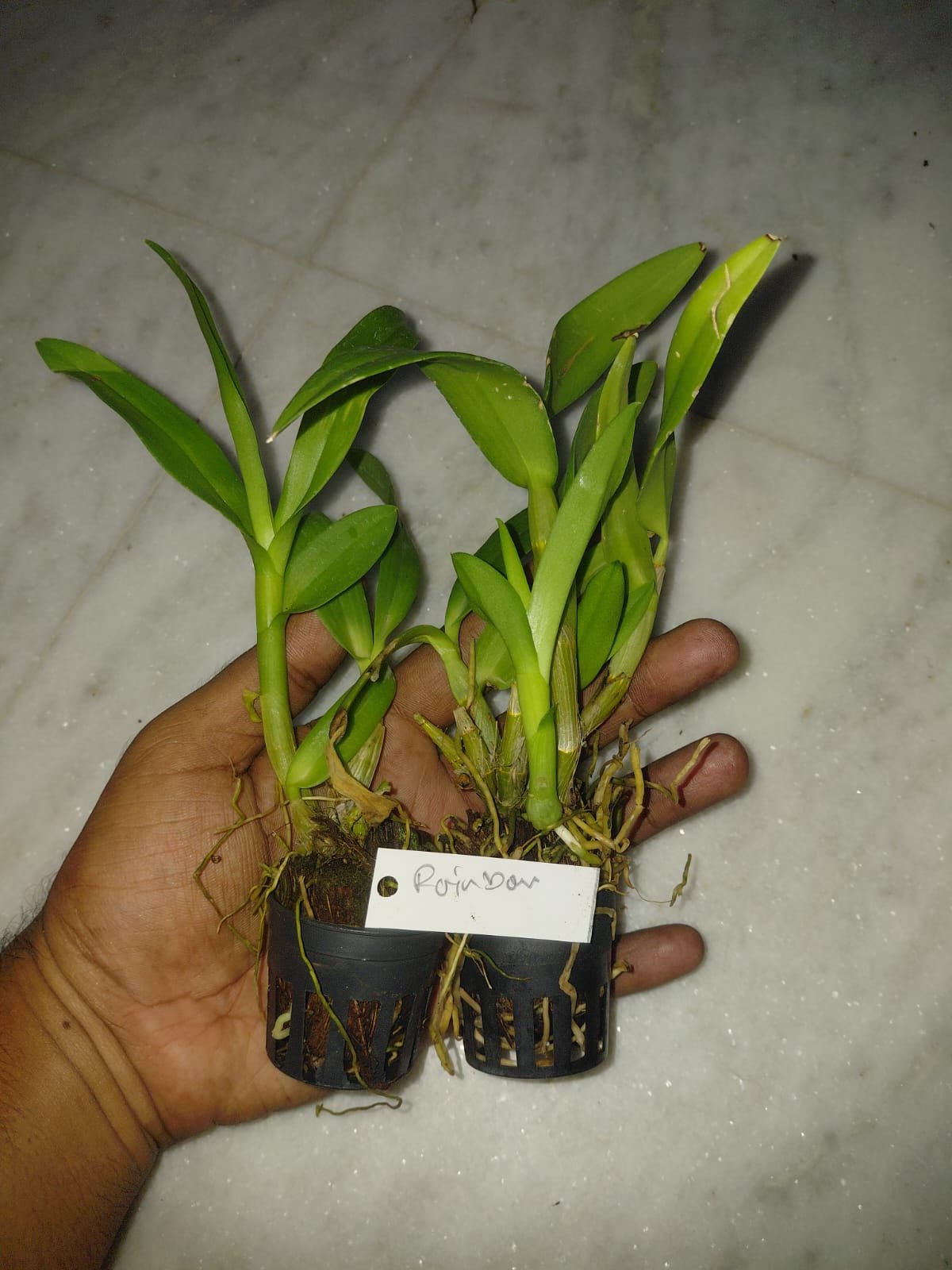 Dendrobium Orchid 'Rainbow'