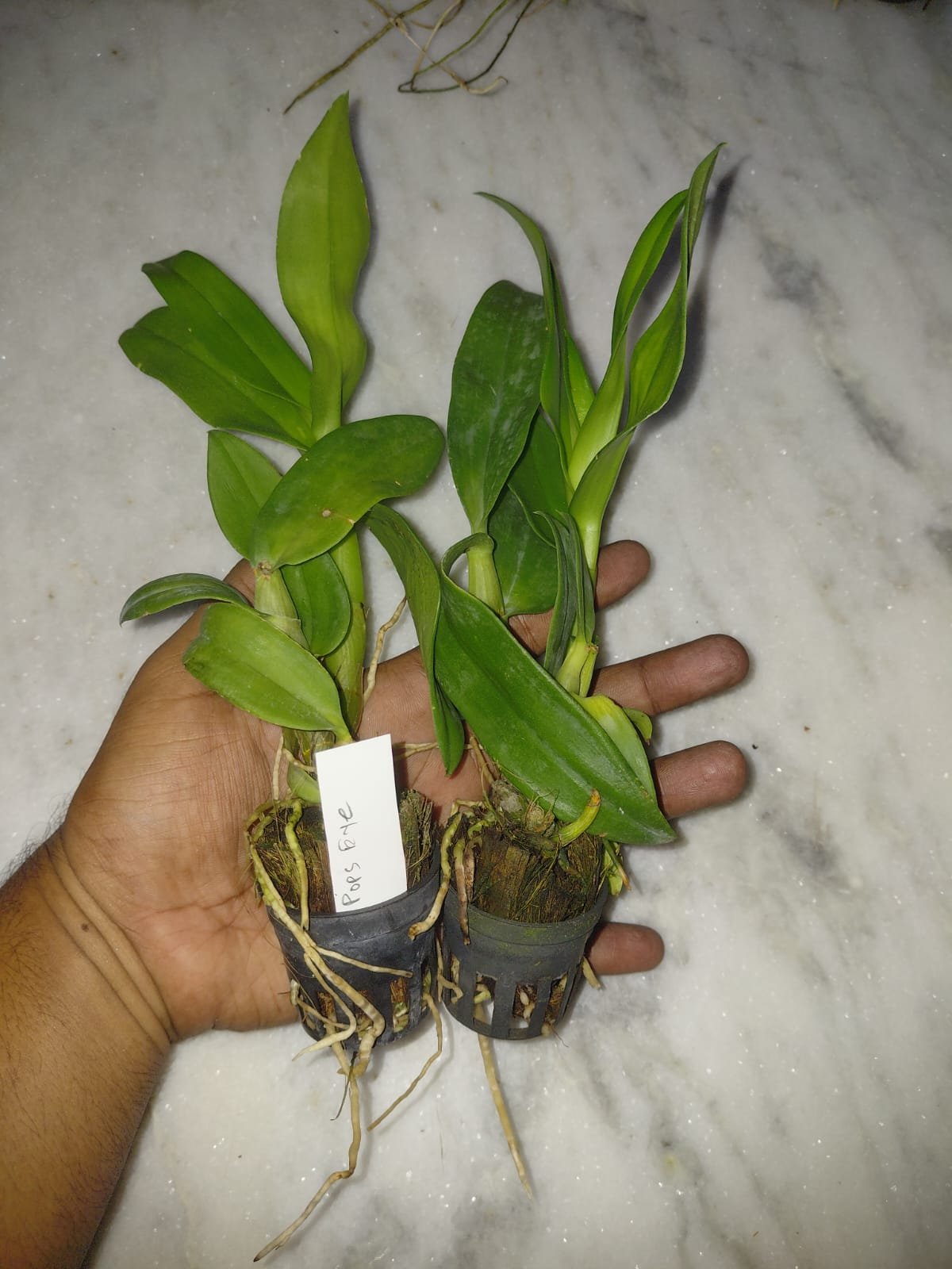 Dendrobium Orchid 'PopsEye'