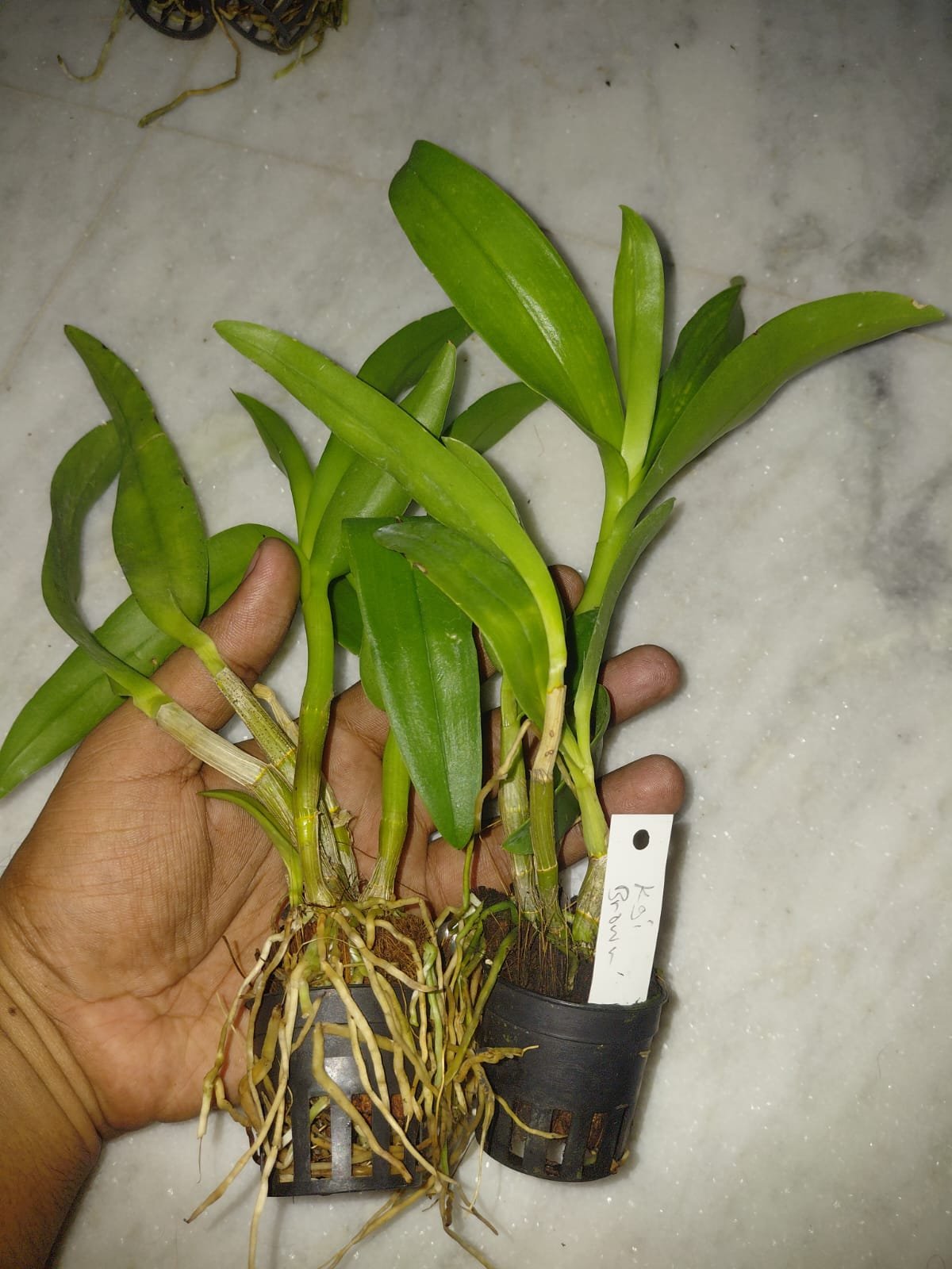Dendrobium Orchid 'KingStar Bright'