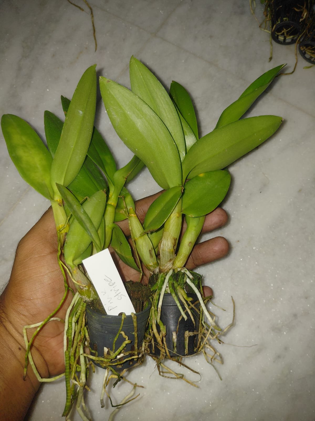 Dendrobium Orchid 'Pink Stripe'