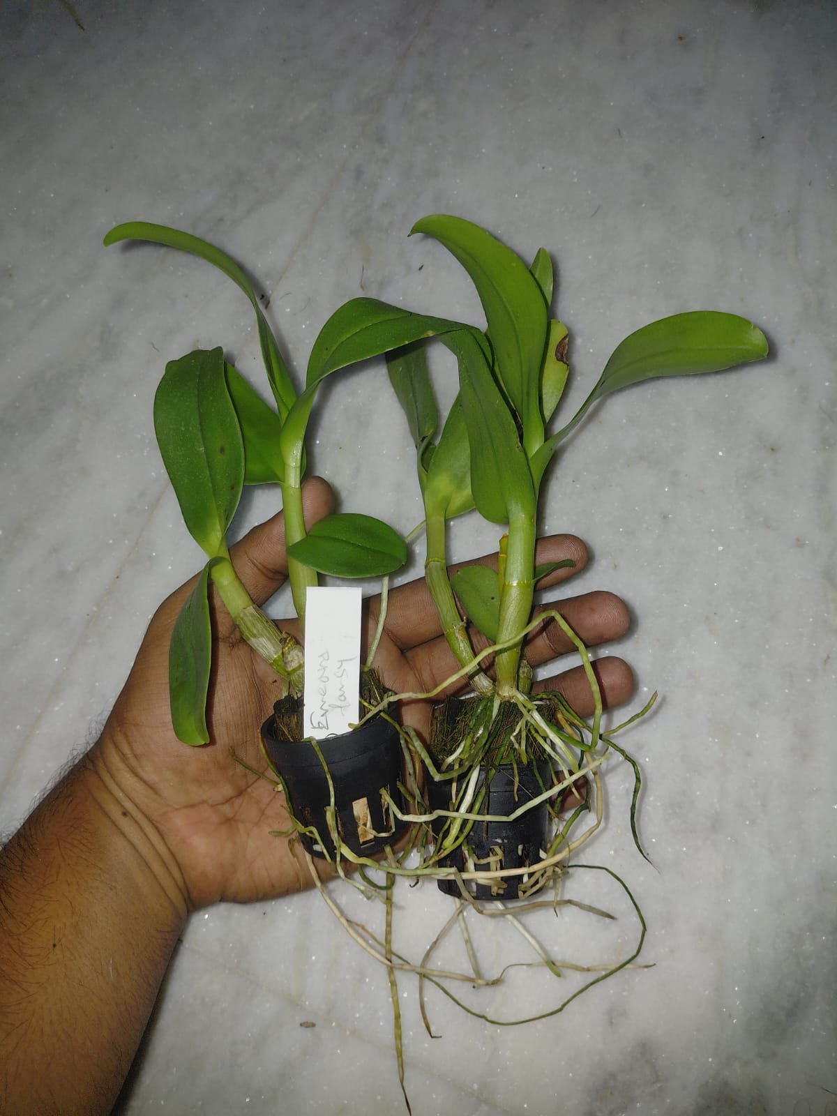 Dendrobium Orchid 'Emerald Fancy'