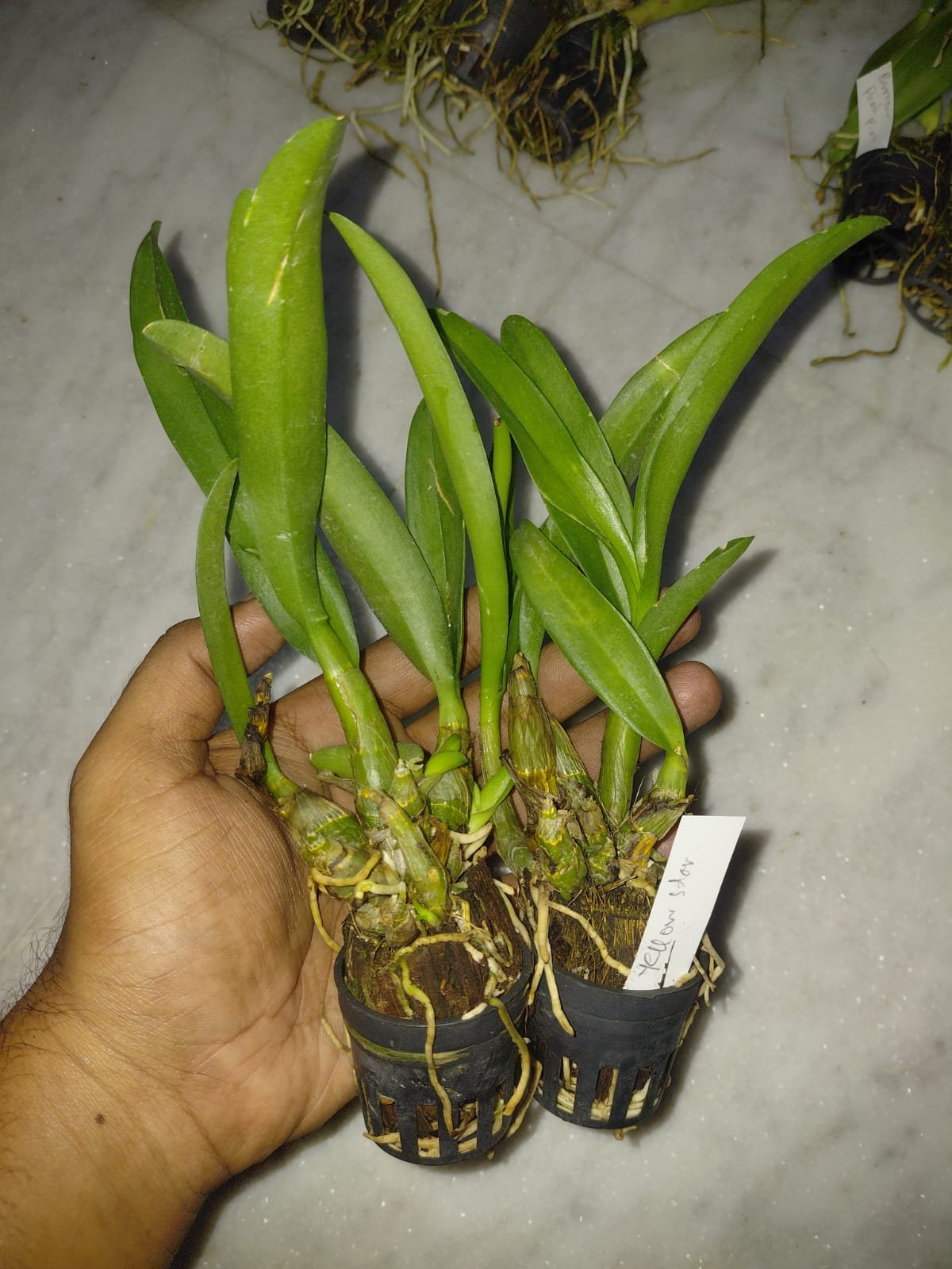 Dendrobium Orchid 'Yellow Star'