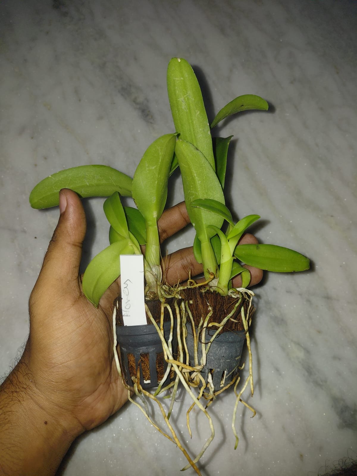 Dendrobium Orchid 'Honey'