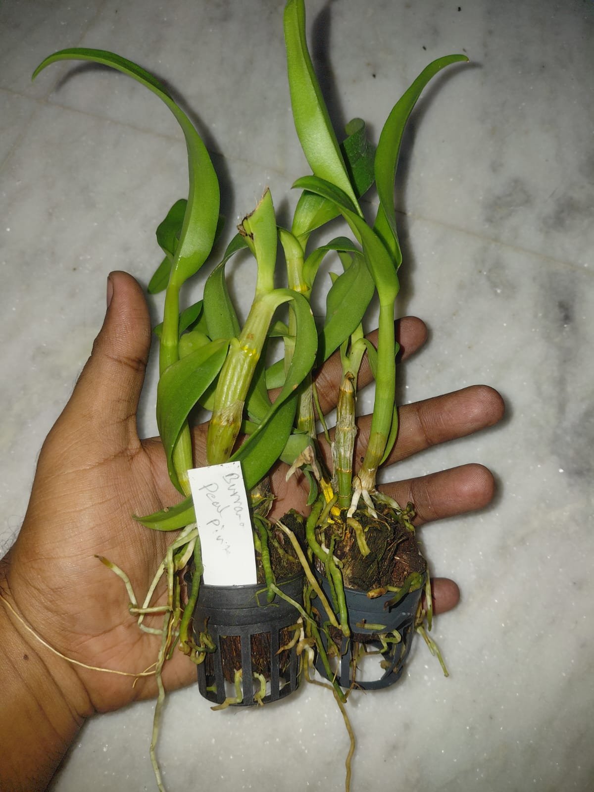 Dendrobium Orchid 'Burana Pink'