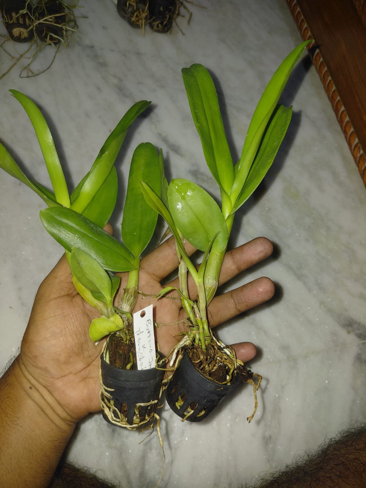 Dendrobium Orchid 'Burana Jade × Thong chai Gold'