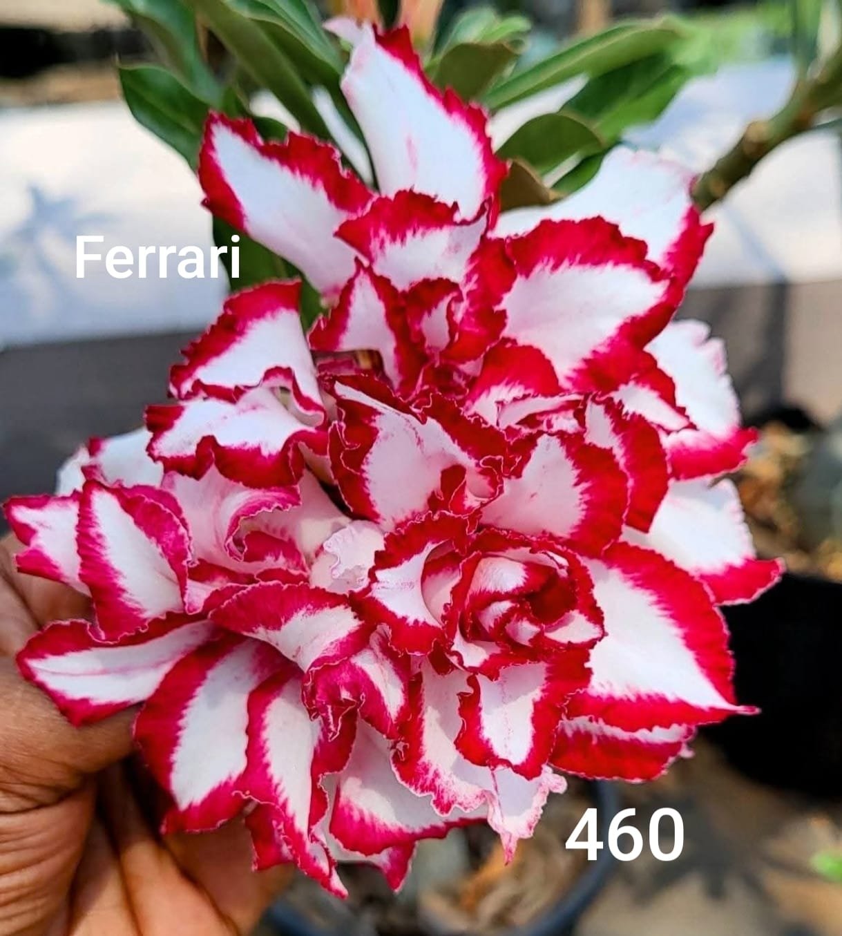 Adenium 'Ferrari' - Double Petal