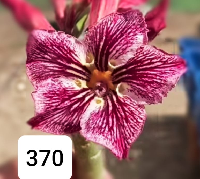 Grafted Adenium