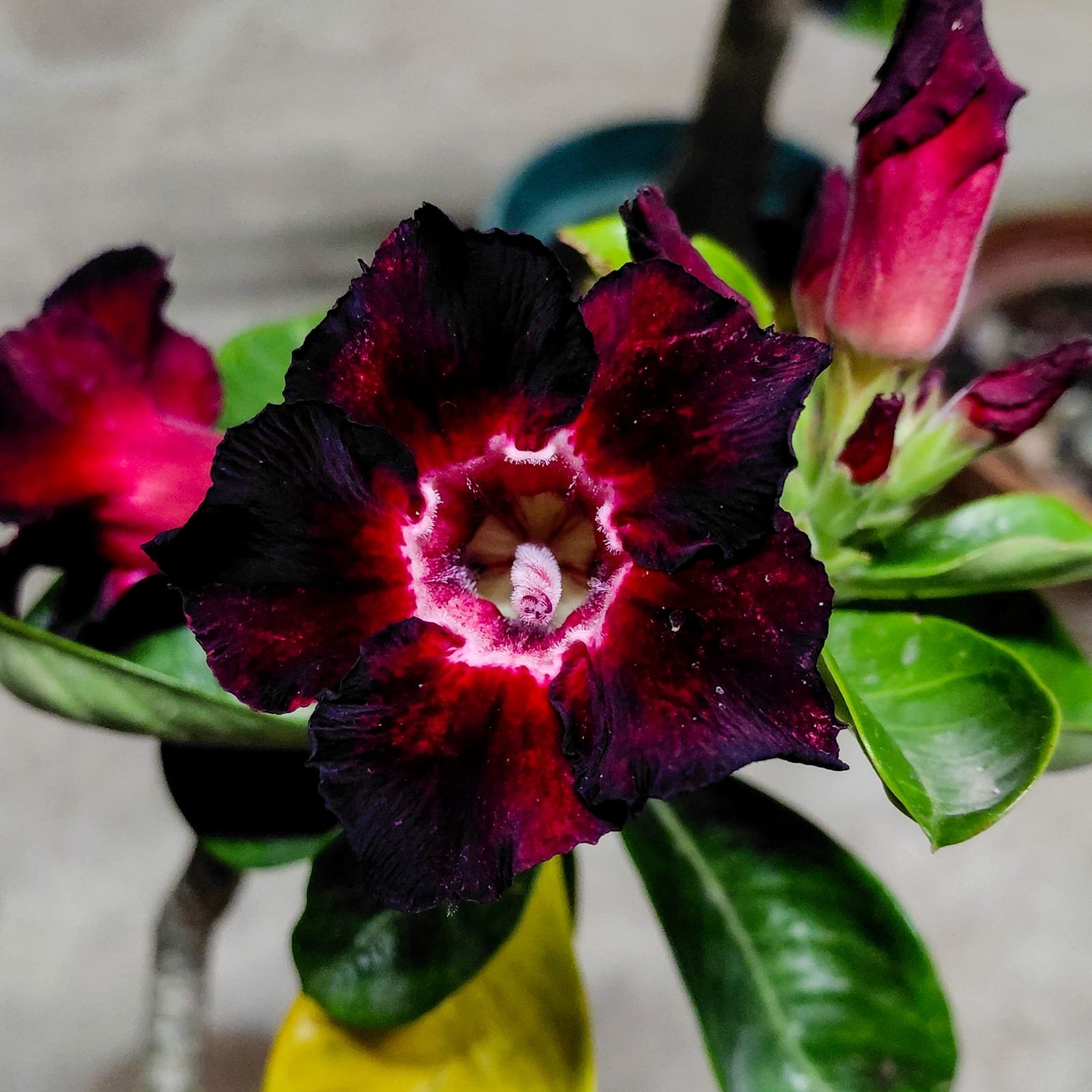Adenium 'Black Swan'- Single Petal
