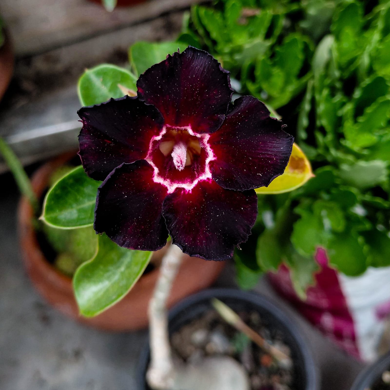 Adenium 'Black Swan'- Single Petal