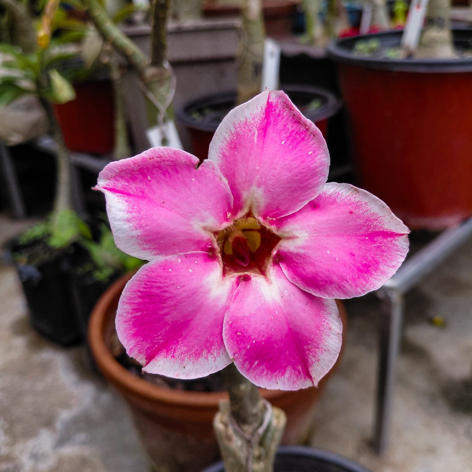 Adenium 'Romantic Edge'- Single Petal