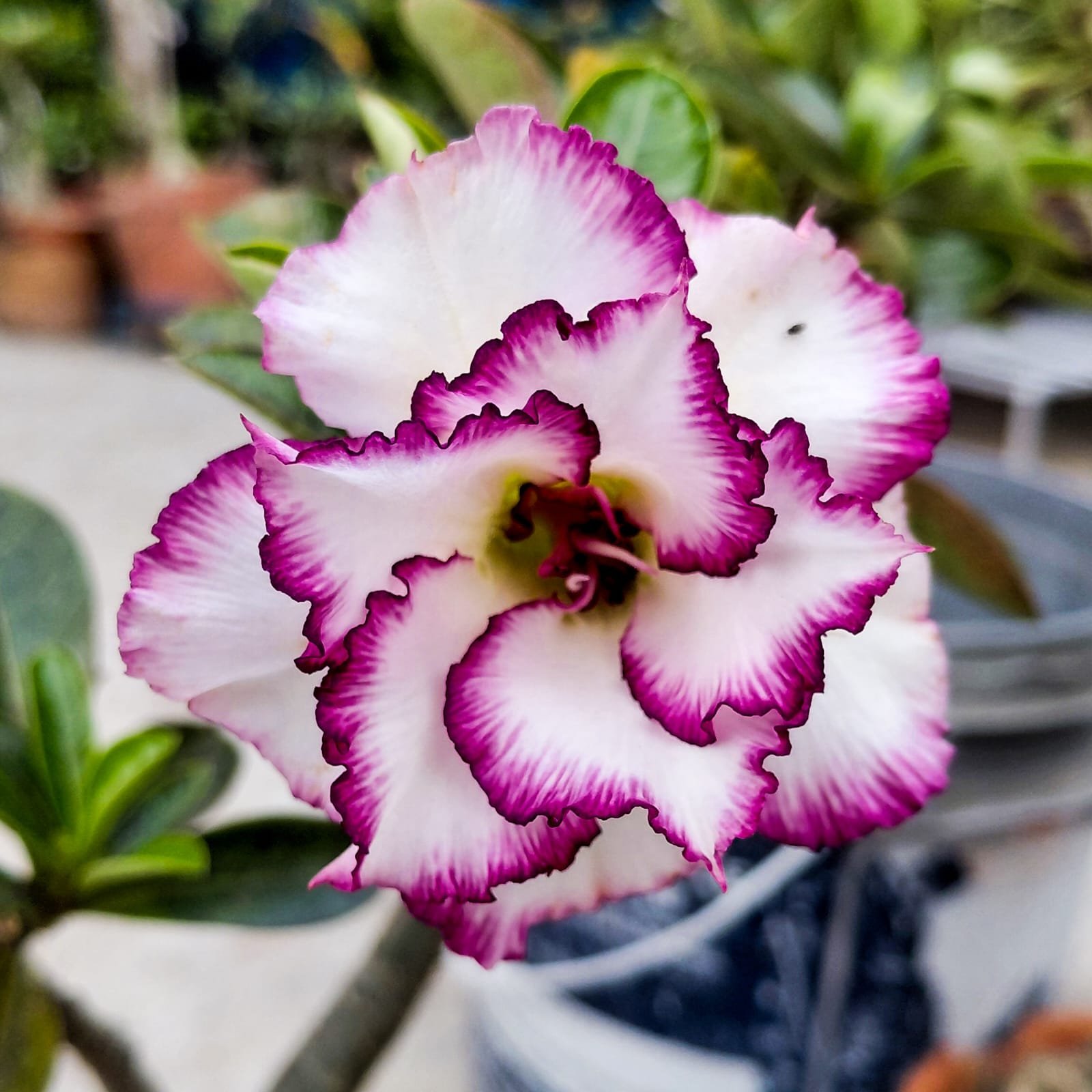 Adenium 'Cornonation' - Double Petal