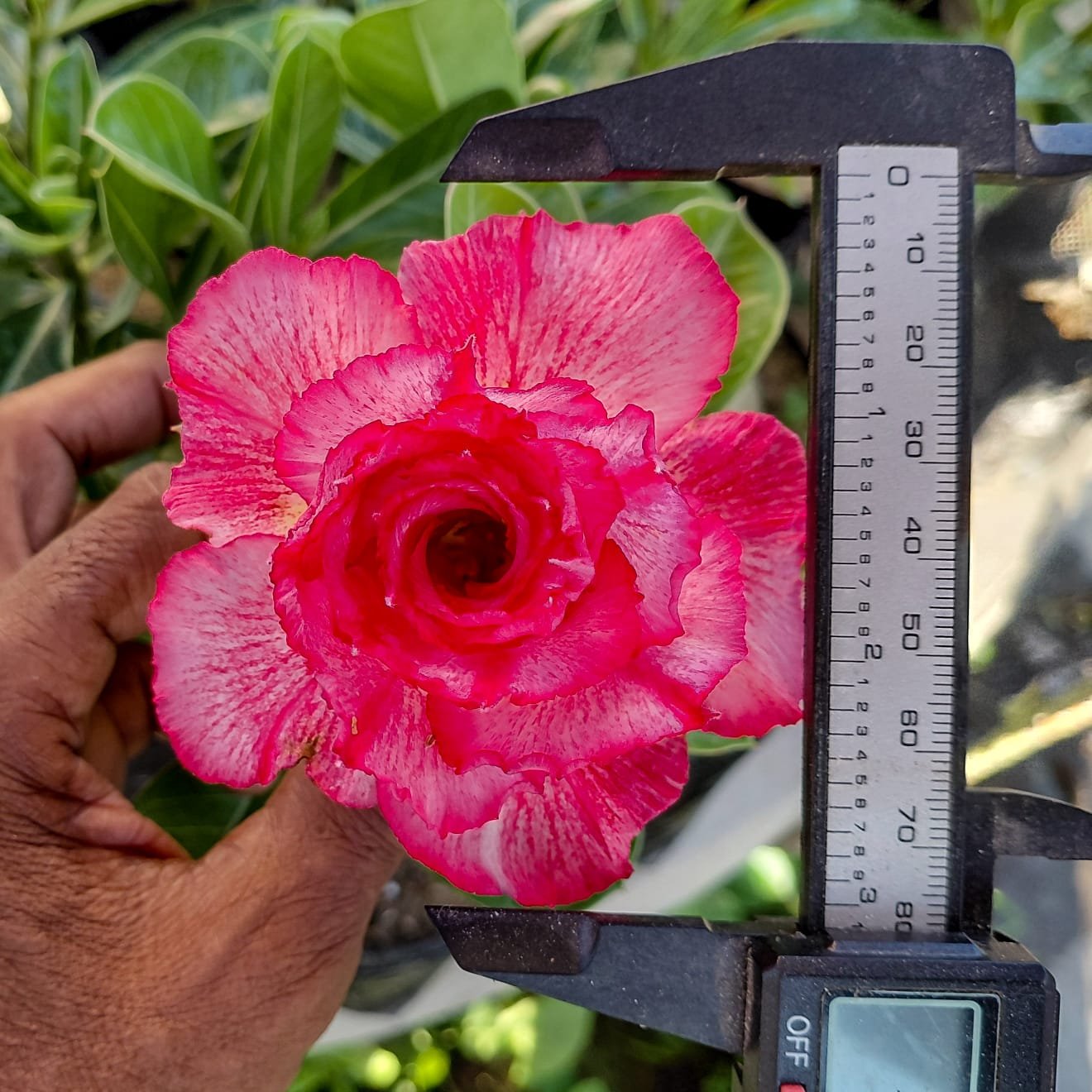 Adenium - Triple Petal- Big size flower