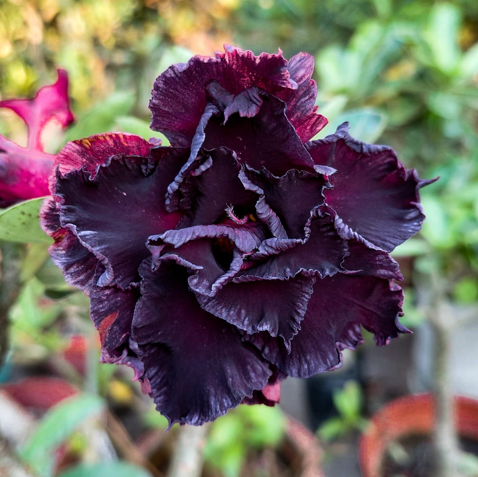 Adenium 'Dark Night' - Double Petal