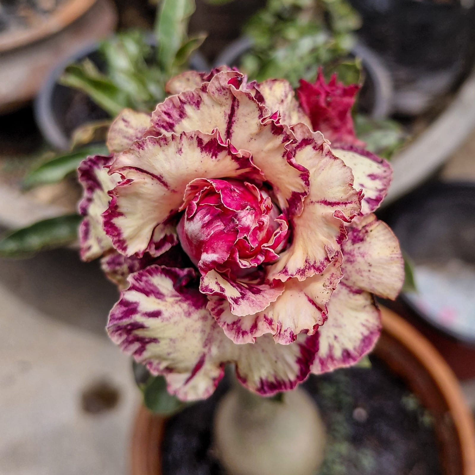 Adenium 'Tiger'- Triple Petal