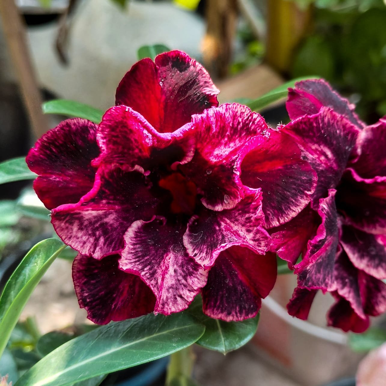 Adenium 'Black Dimond'