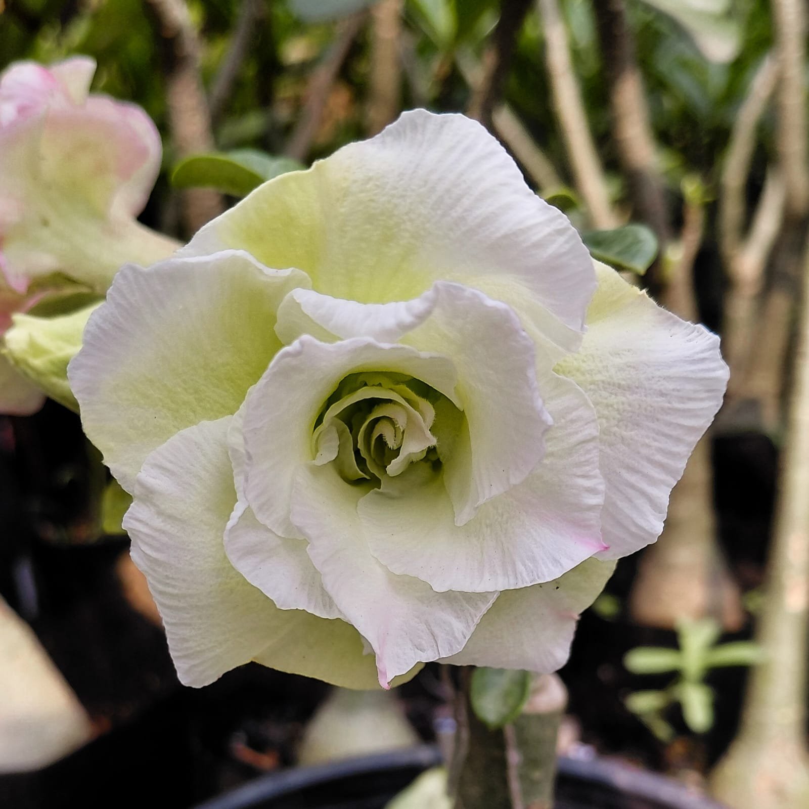 Adenium 'Maya'- Double Petal