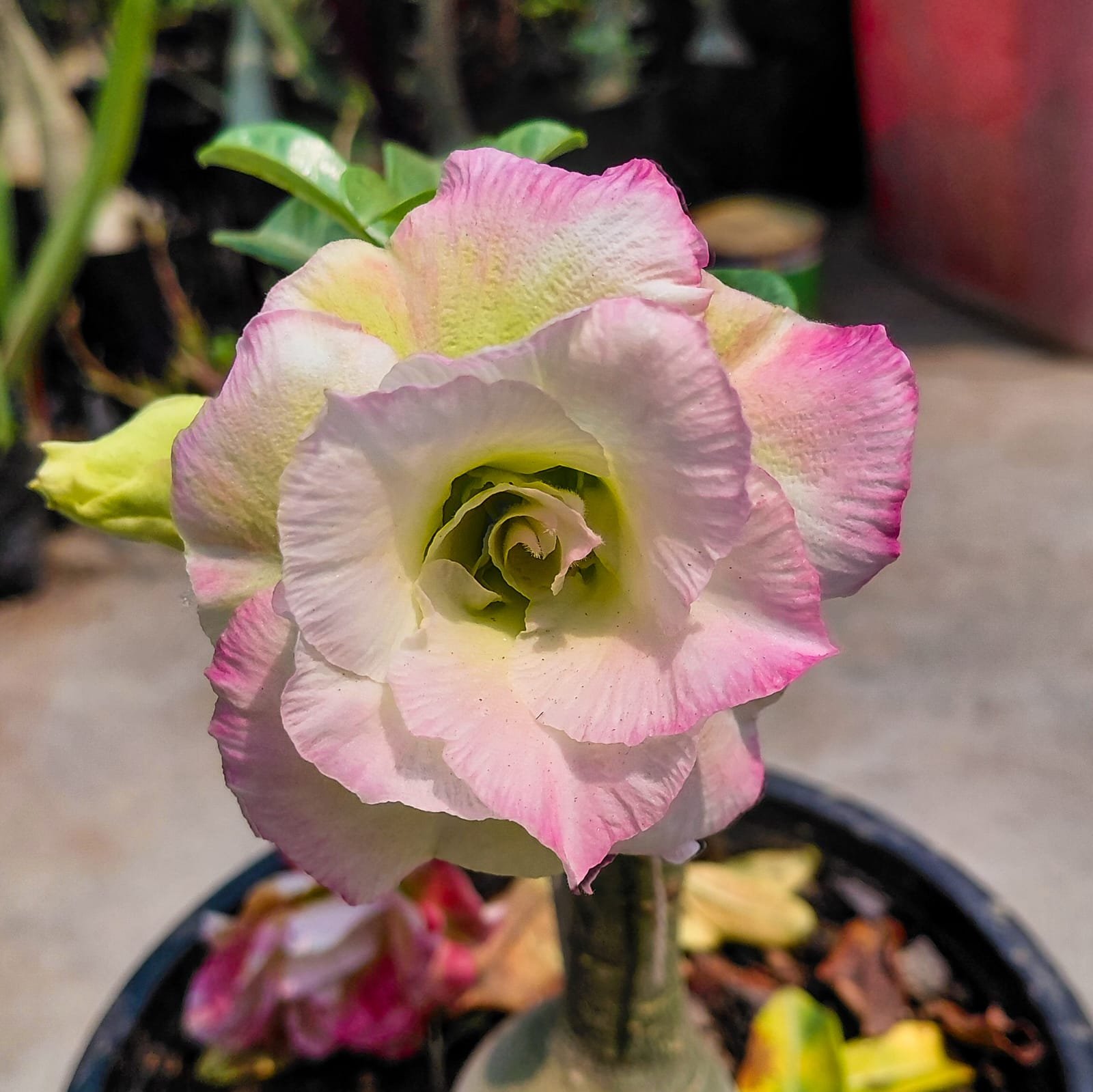 Adenium 'Maya'- Double Petal