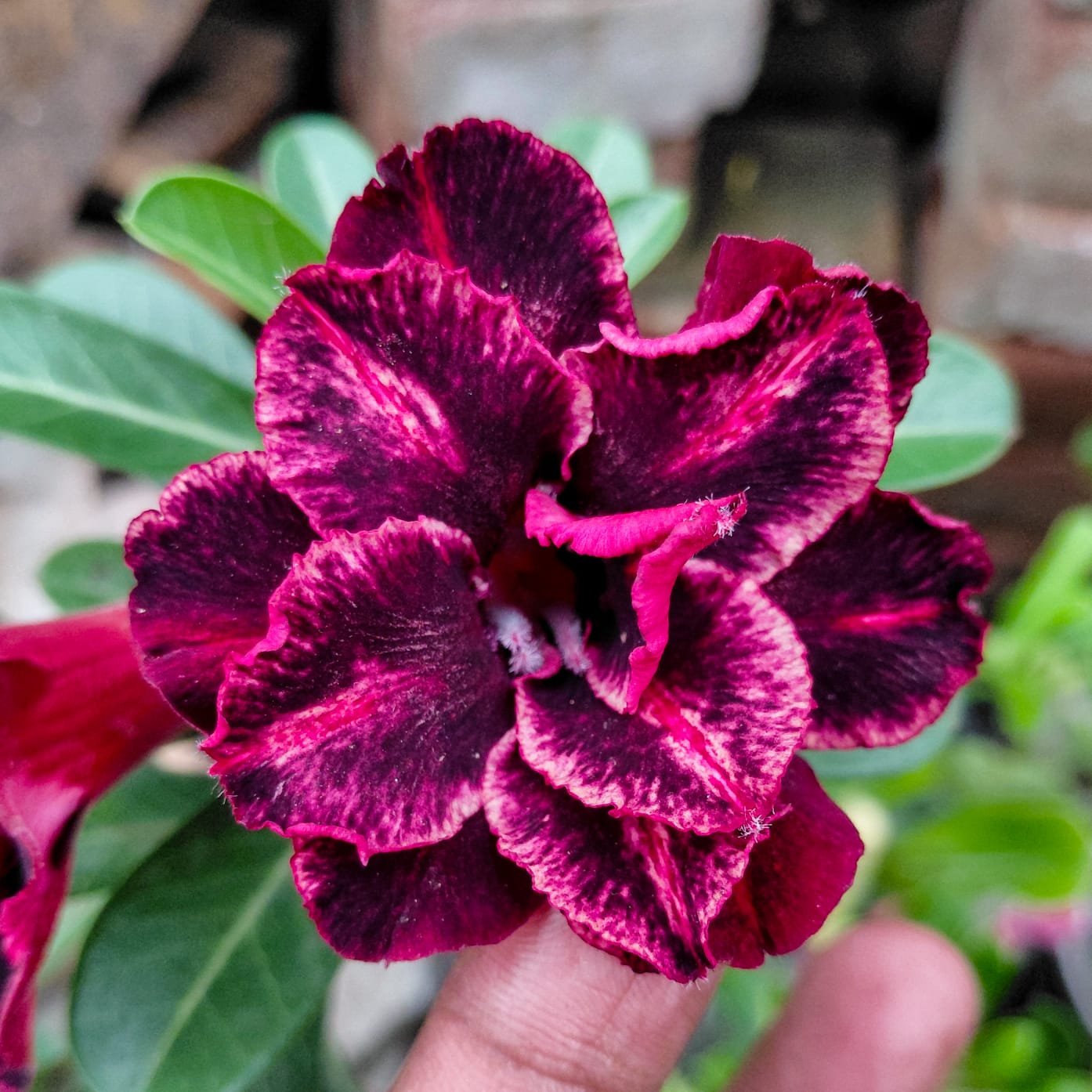 Adenium 'Black Dimond'