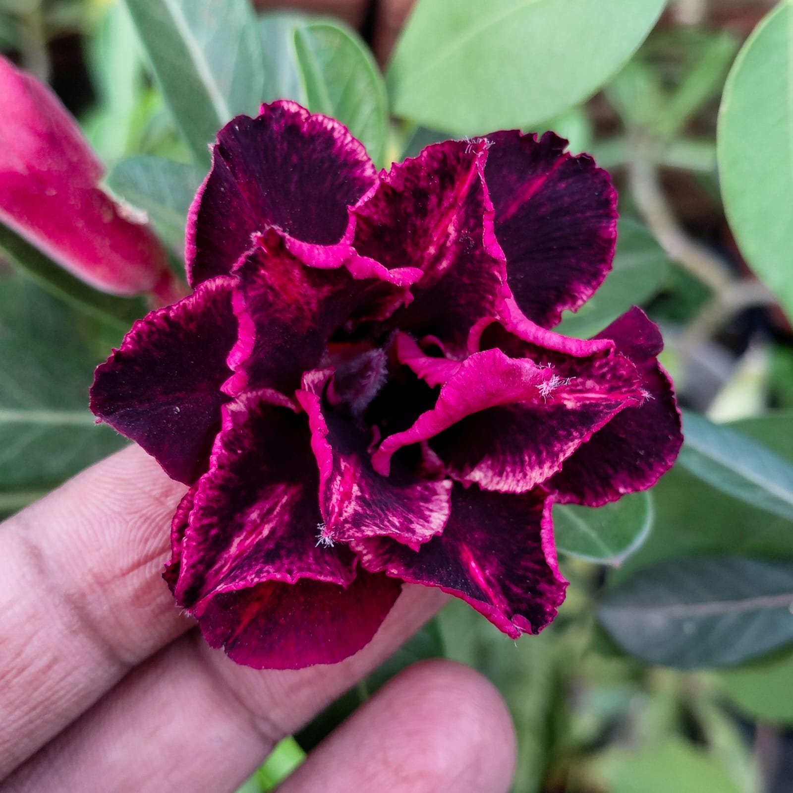 Adenium 'Black Dimond'