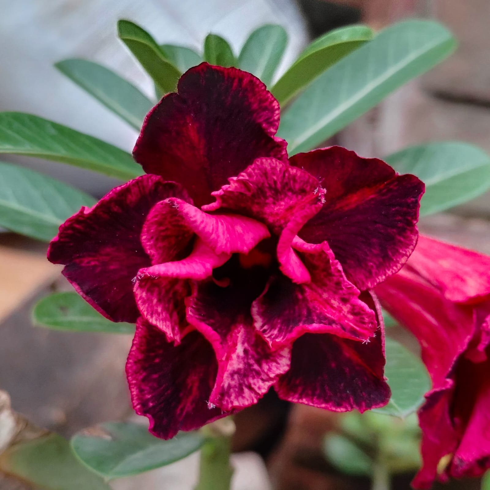Adenium 'Black Dimond'