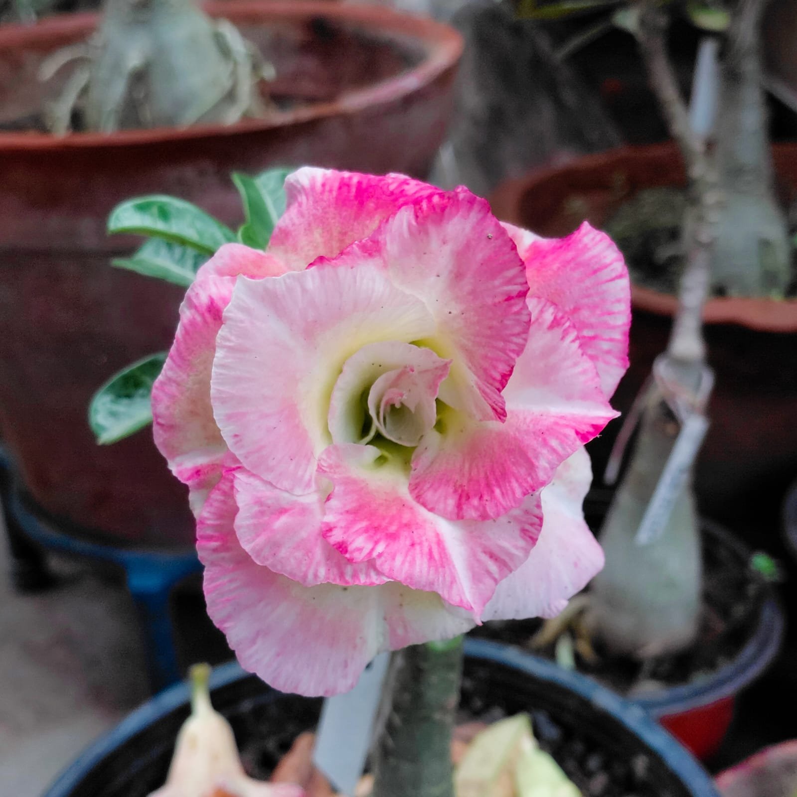 Adenium 'Maya'- Double Petal